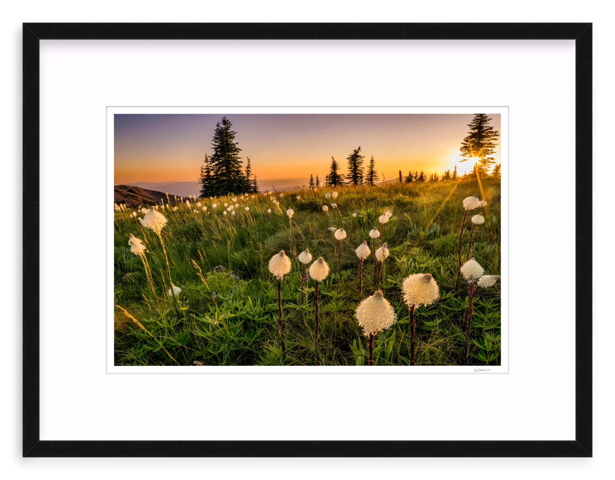 Bear Grass