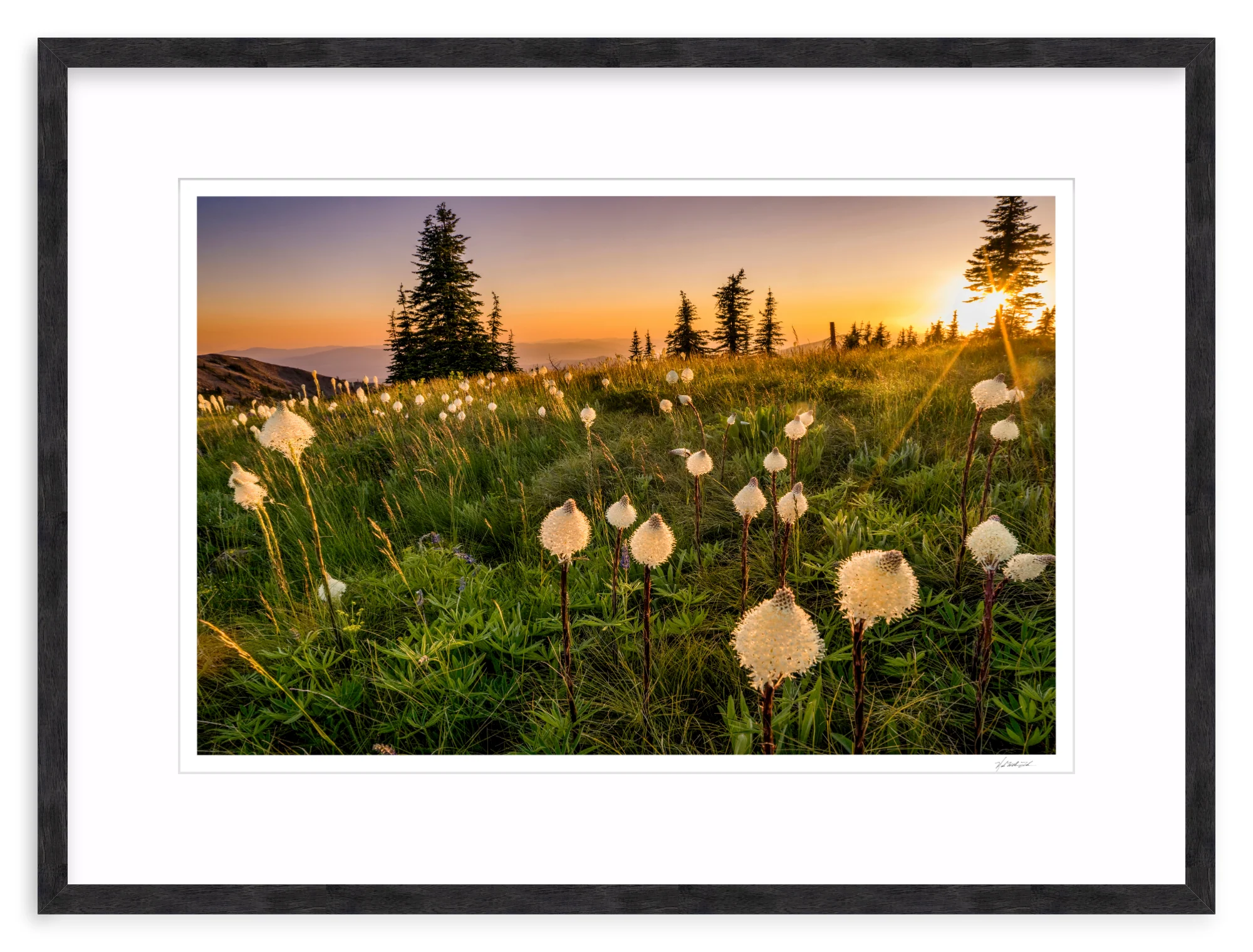 Bear Grass - Image 11