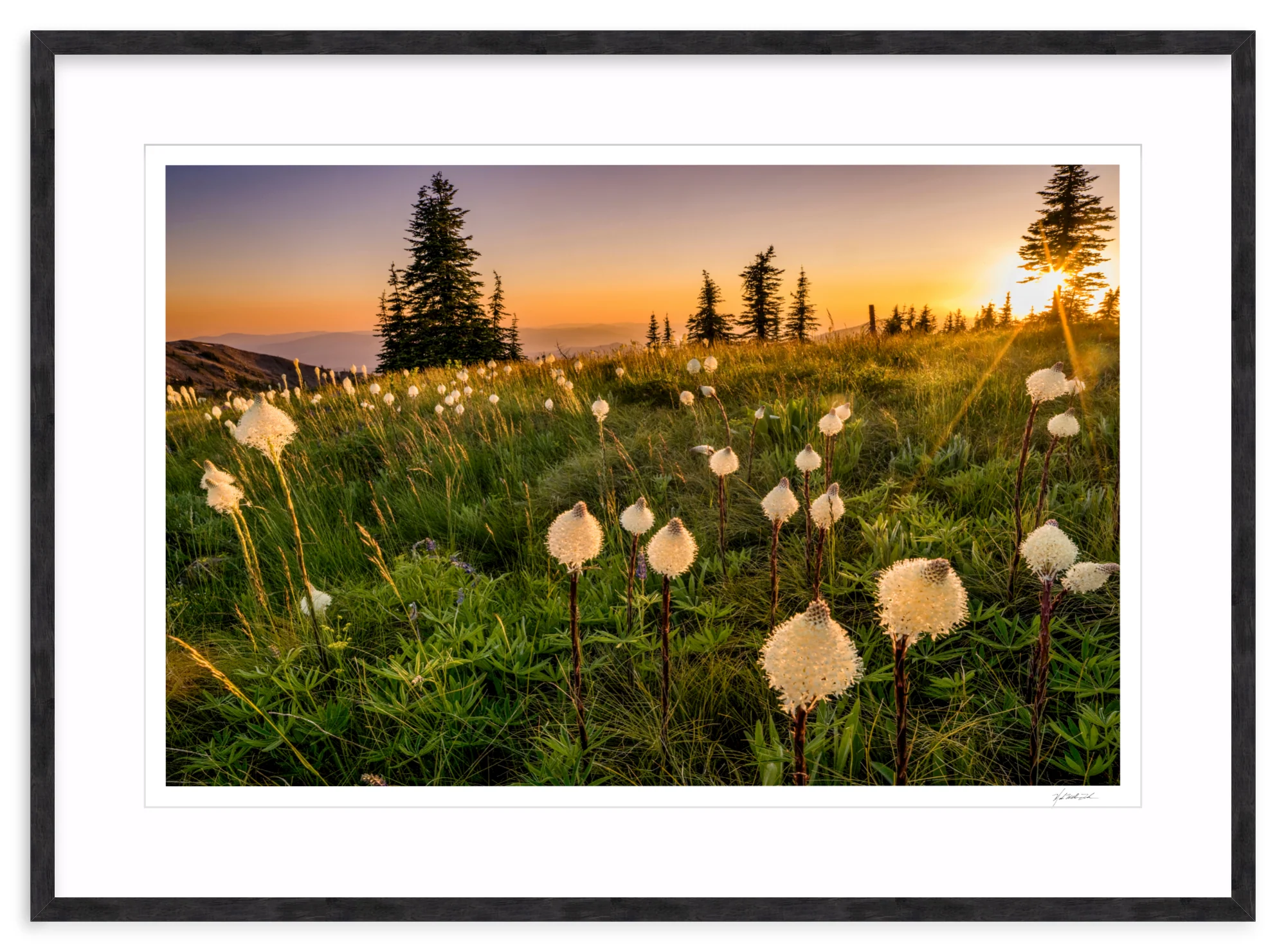 Bear Grass - Image 12