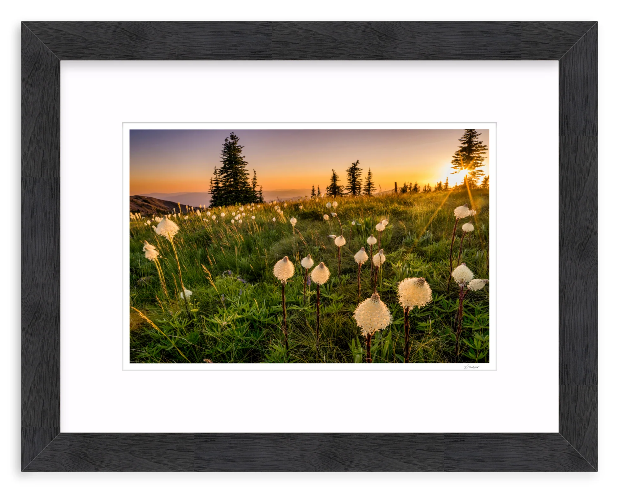 Bear Grass - Image 13