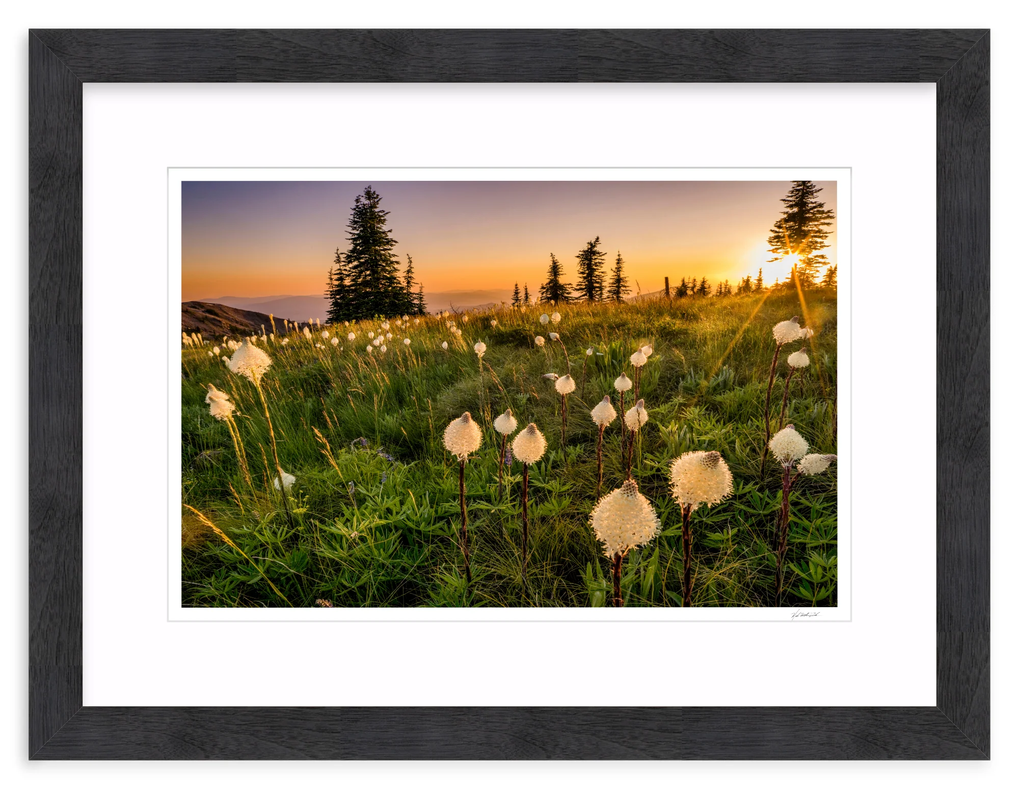 Bear Grass - Image 14
