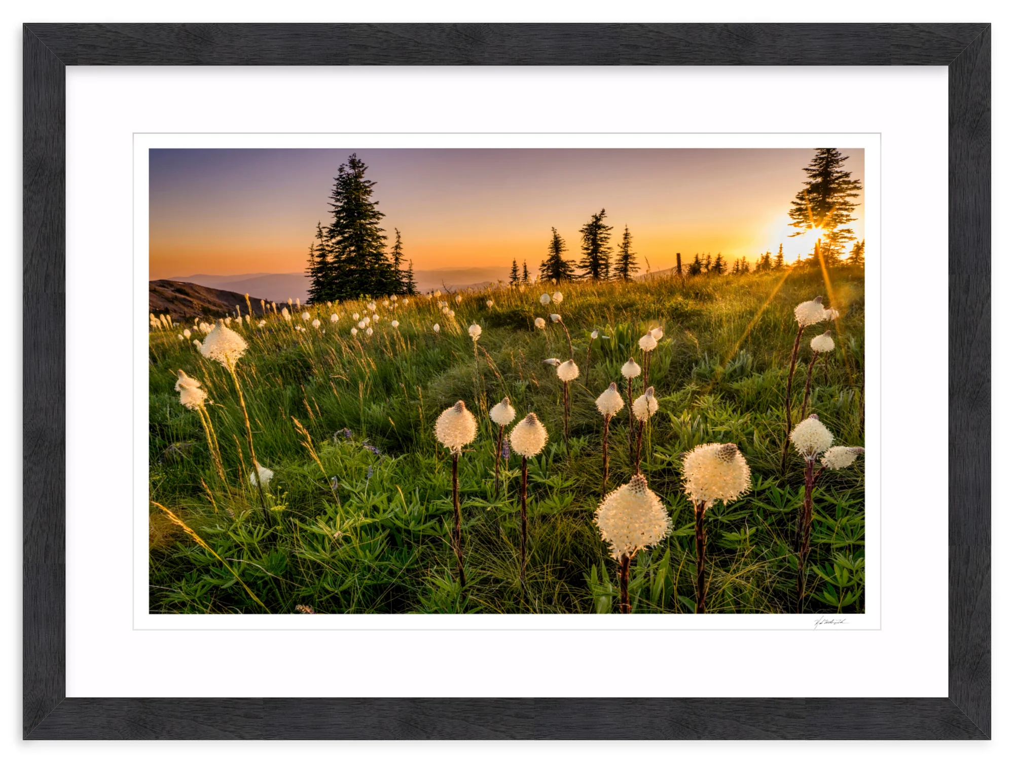 Bear Grass - Image 15