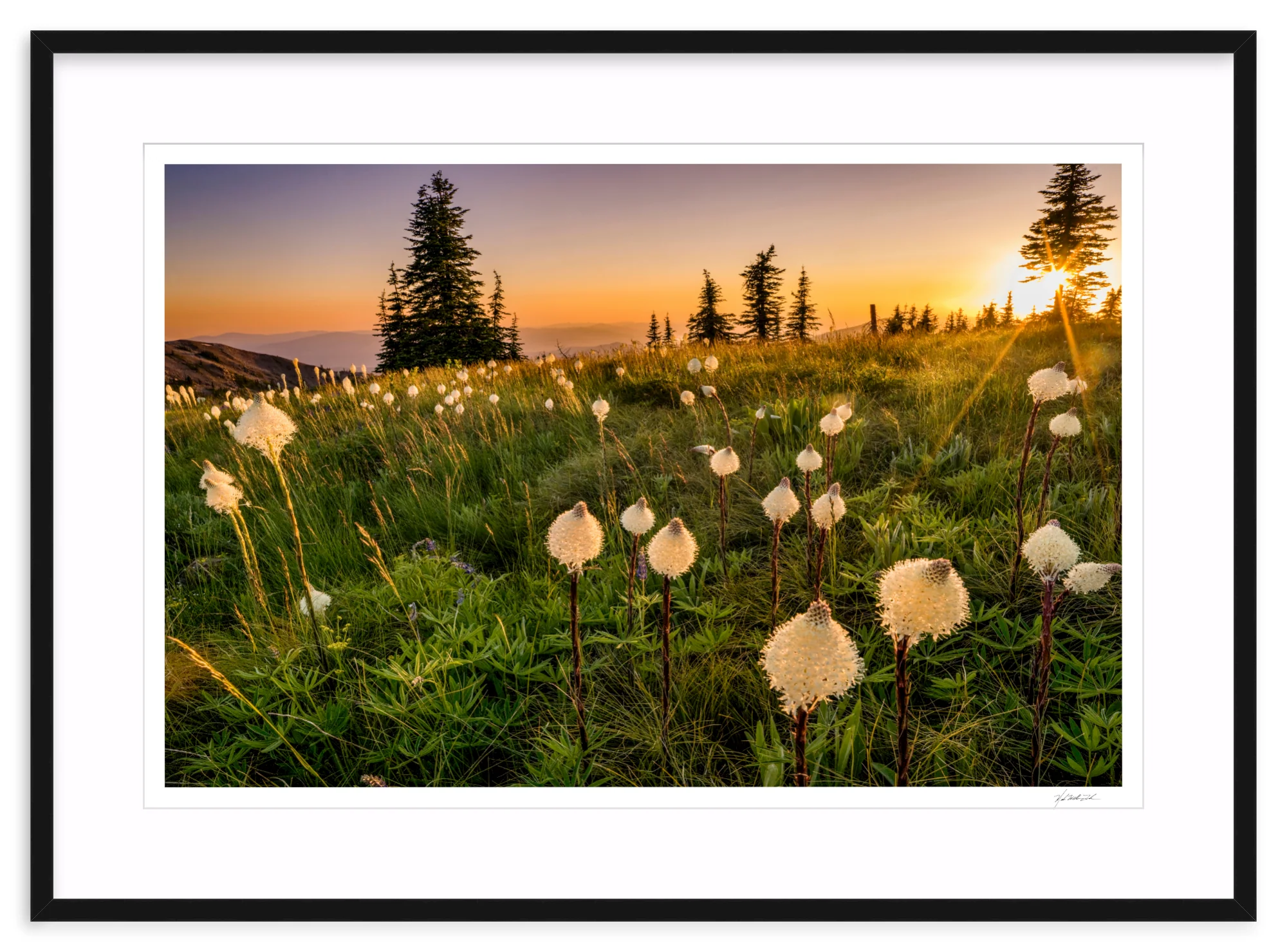Bear Grass - Image 3