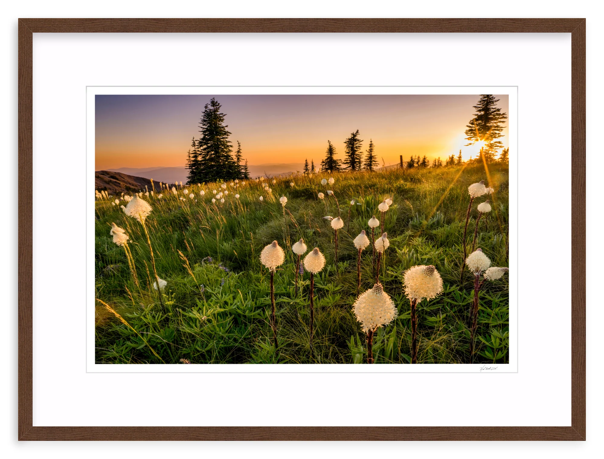 Bear Grass - Image 5