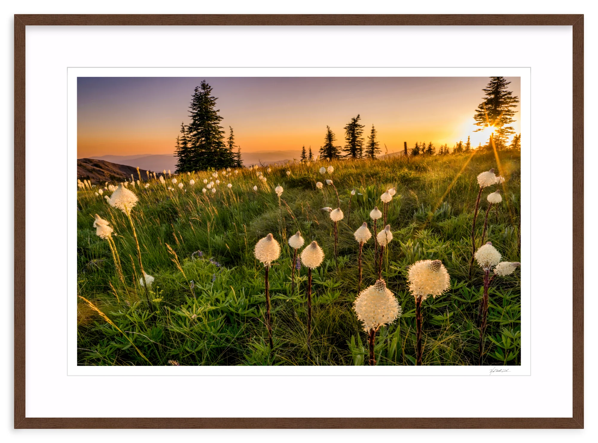 Bear Grass - Image 6