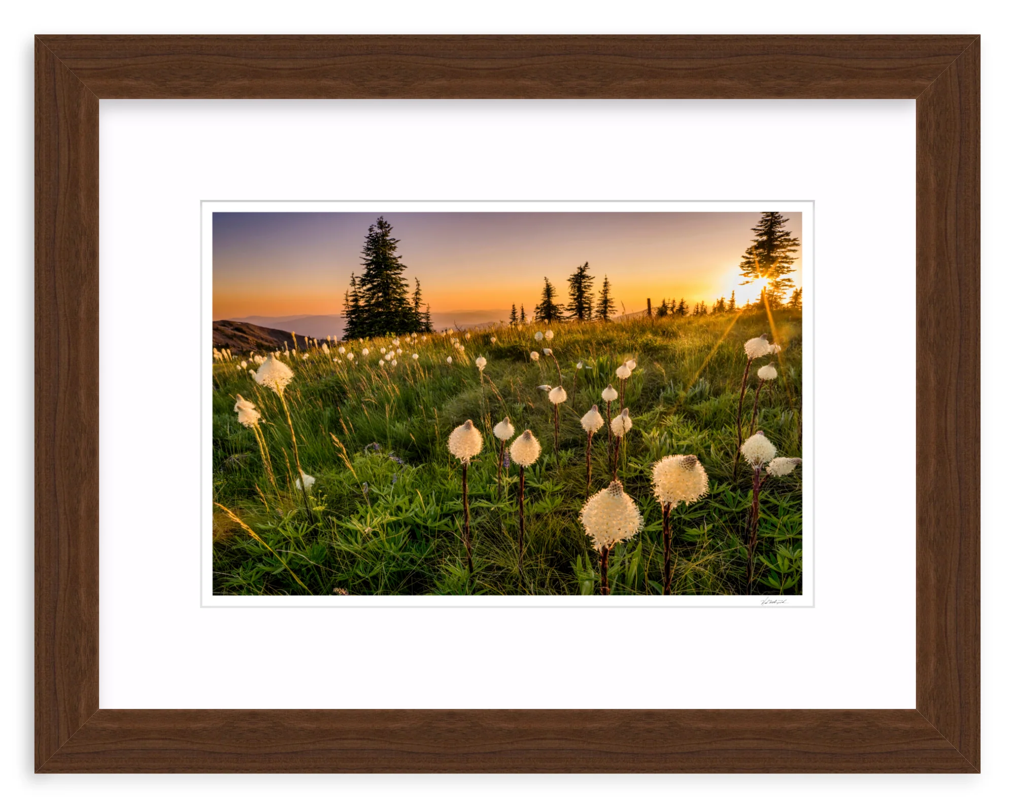 Bear Grass - Image 7
