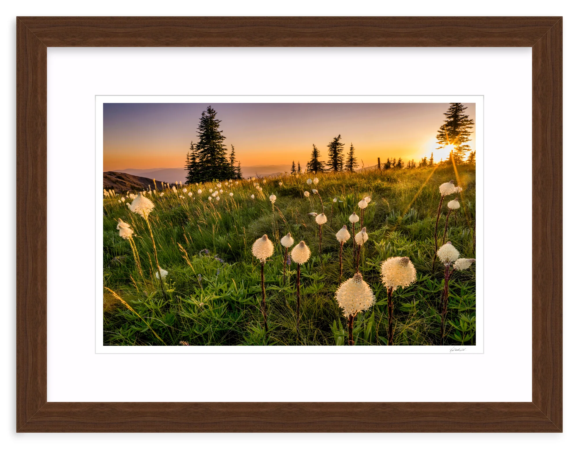 Bear Grass - Image 8