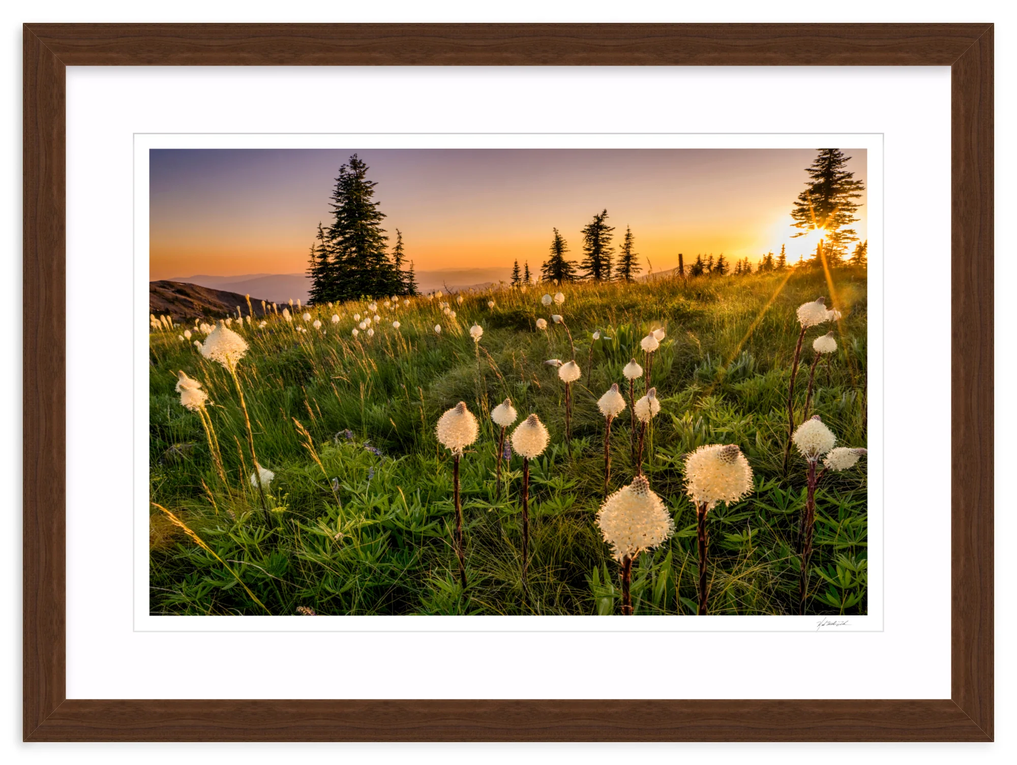 Bear Grass - Image 9