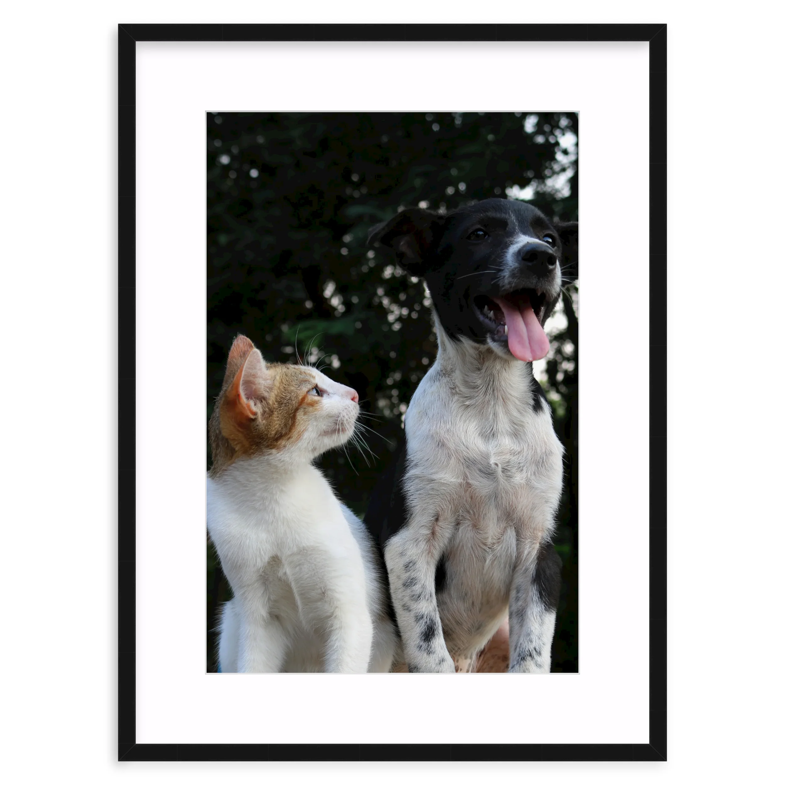 Cat and Dog