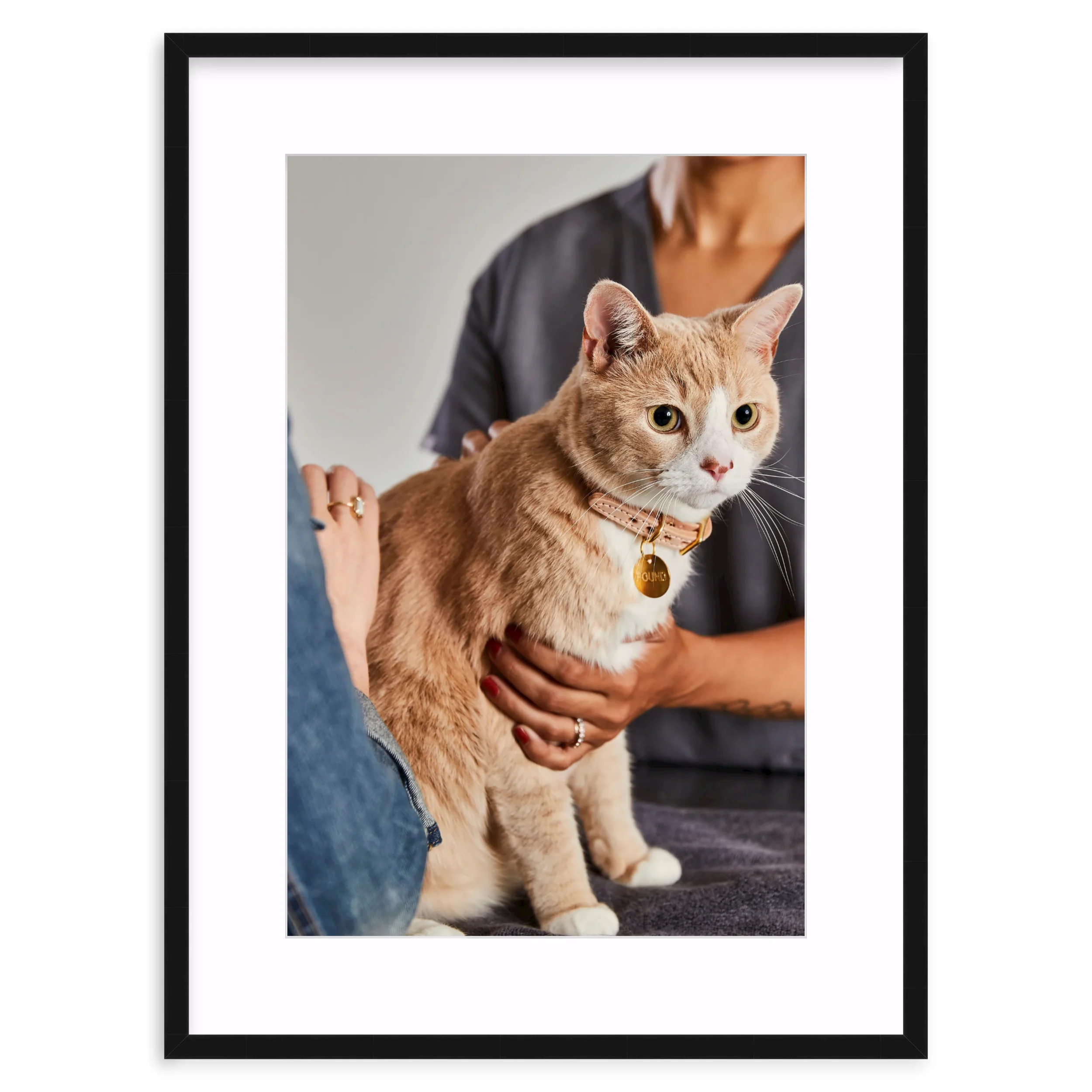 Cat Checkup