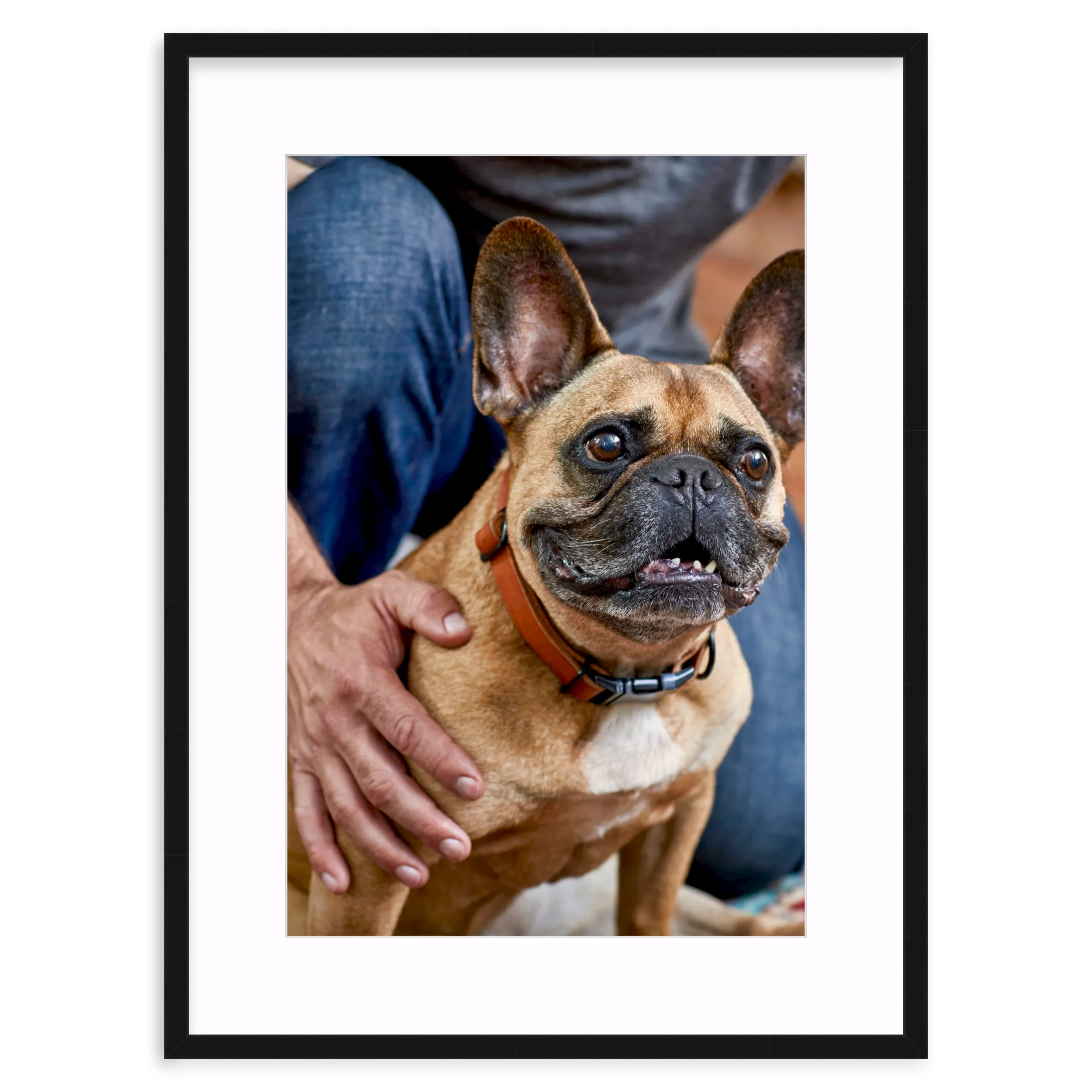 Frenchie