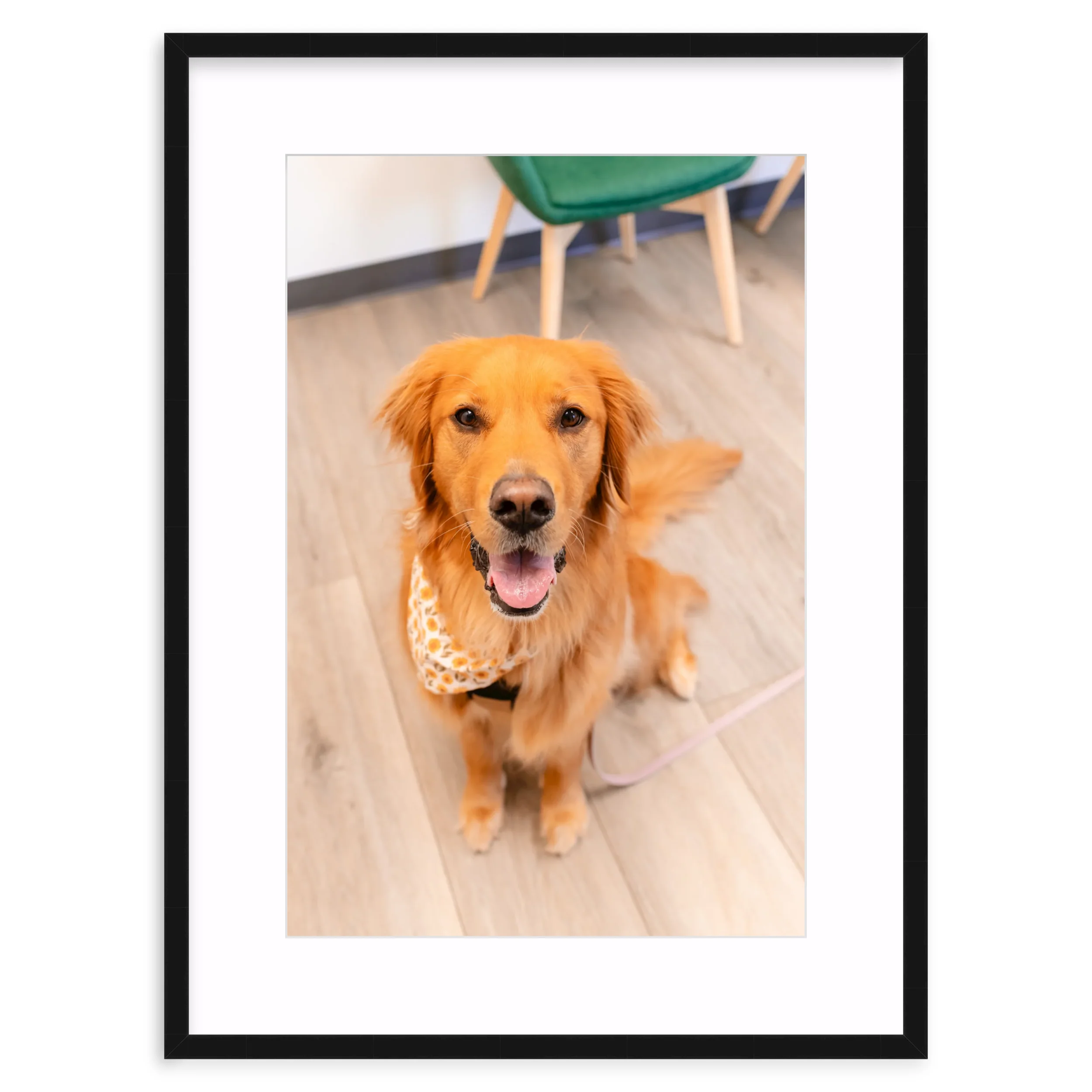 Good boy Golden