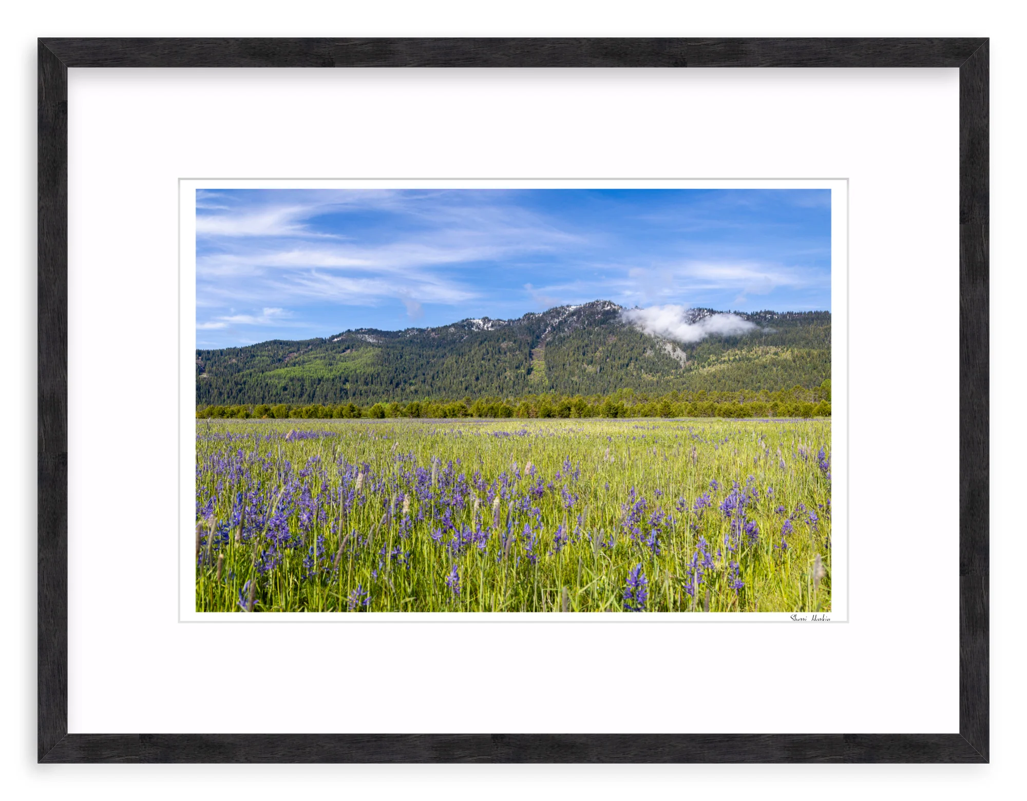 Meadow filled with Camas Wildflowers - Image 10