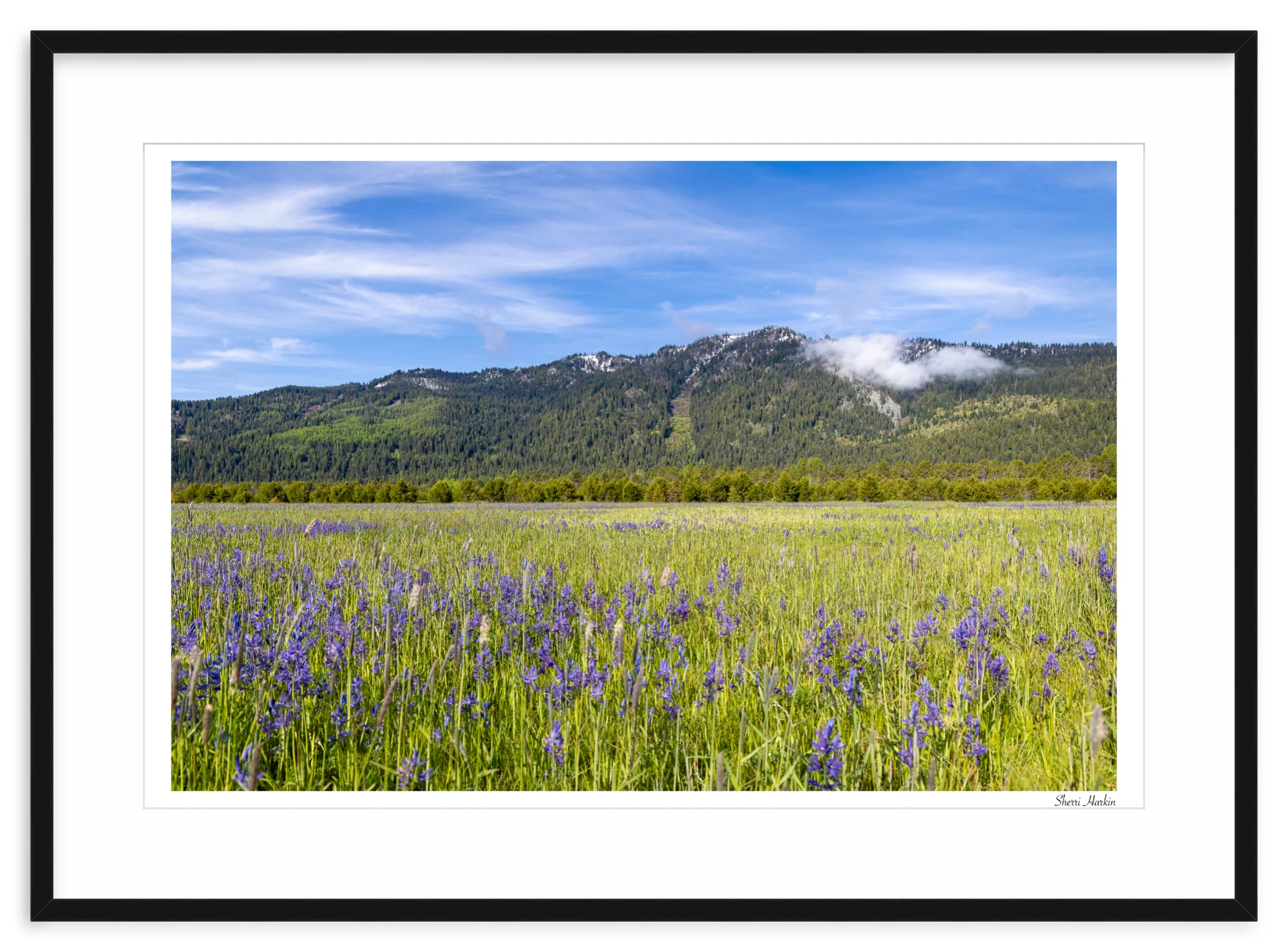 Meadow filled with Camas Wildflowers - Image 3