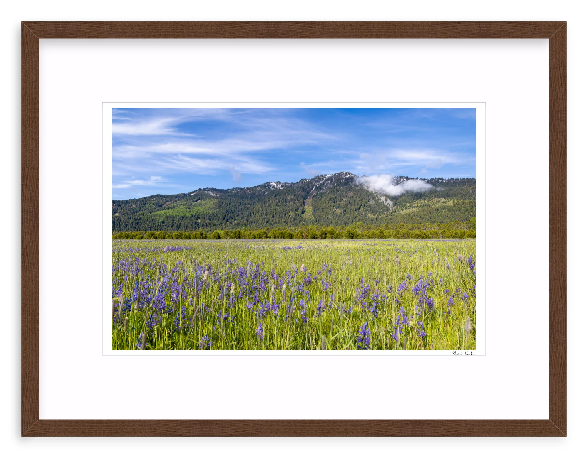 Meadow filled with Camas Wildflowers - Image 4
