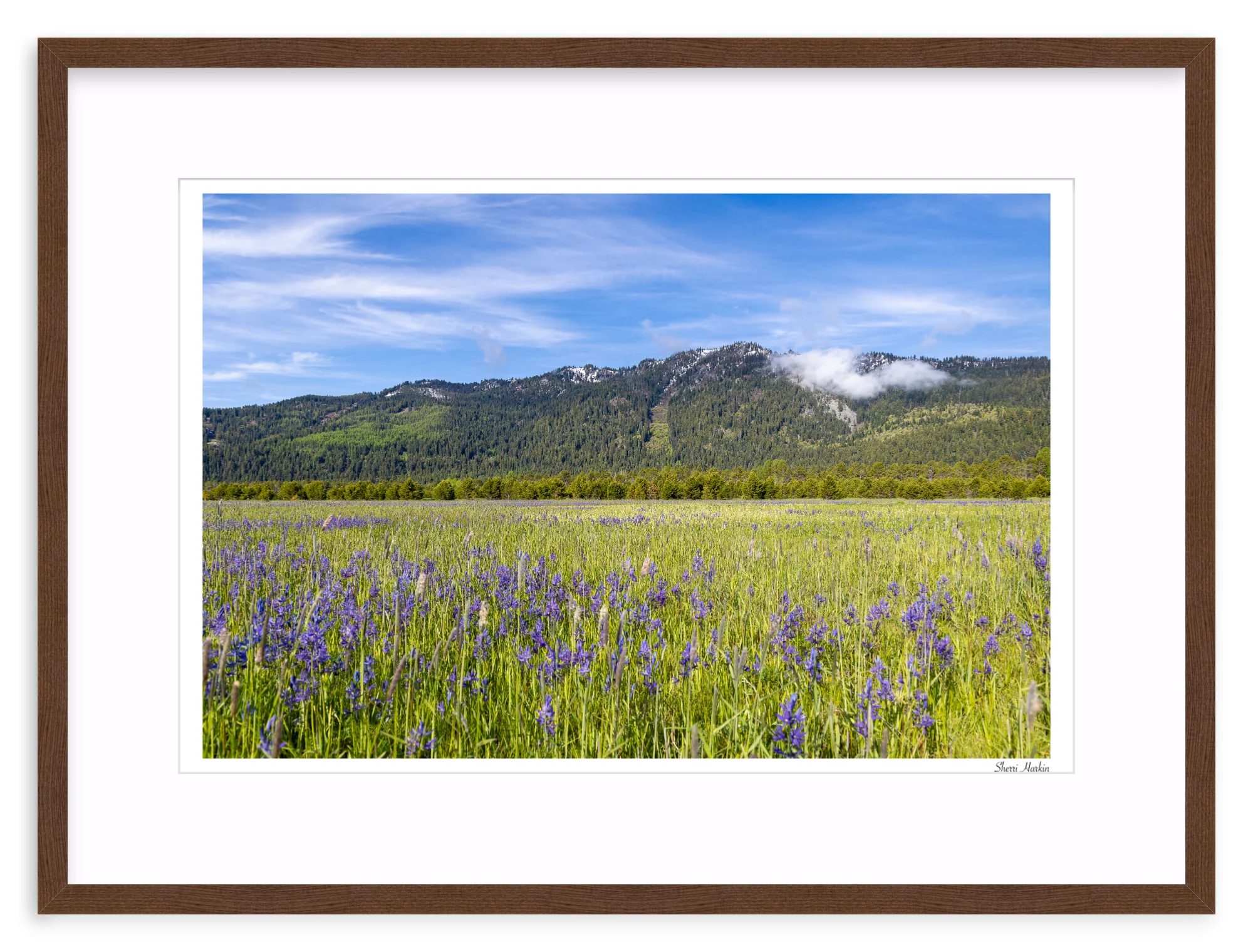 Meadow filled with Camas Wildflowers - Image 5