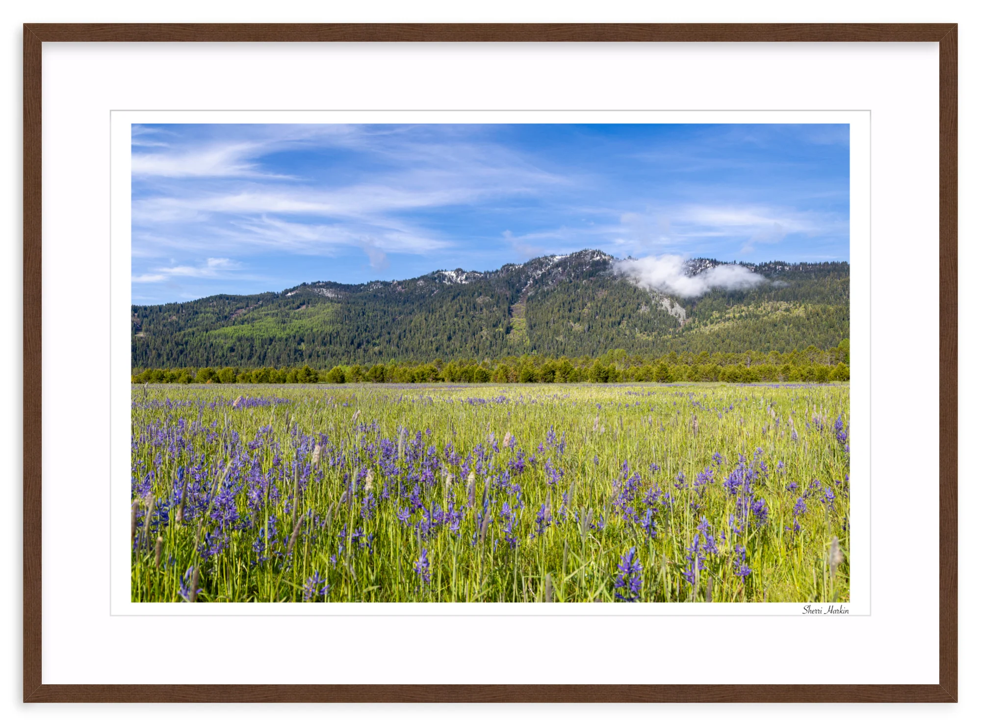 Meadow filled with Camas Wildflowers - Image 6