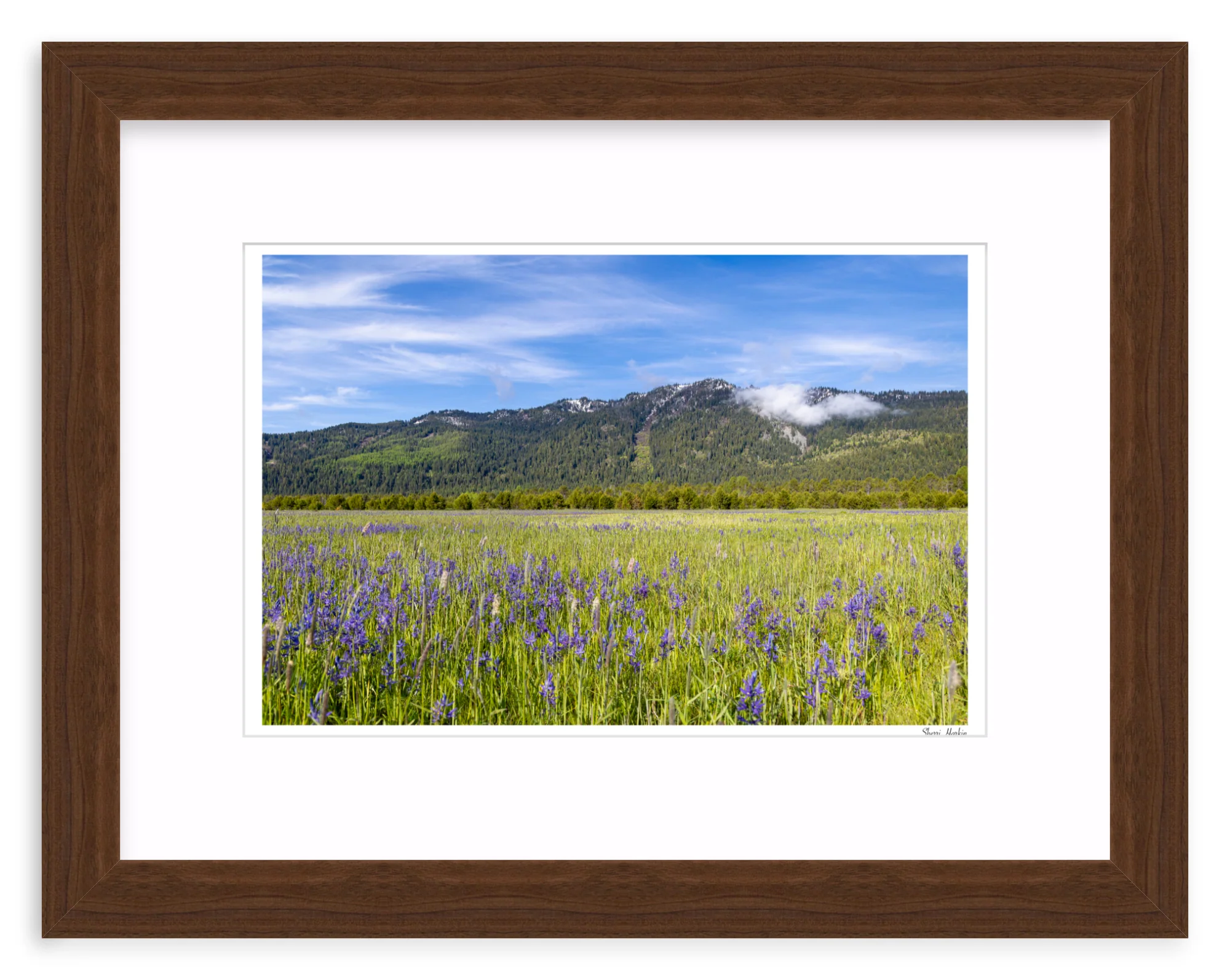 Meadow filled with Camas Wildflowers - Image 7