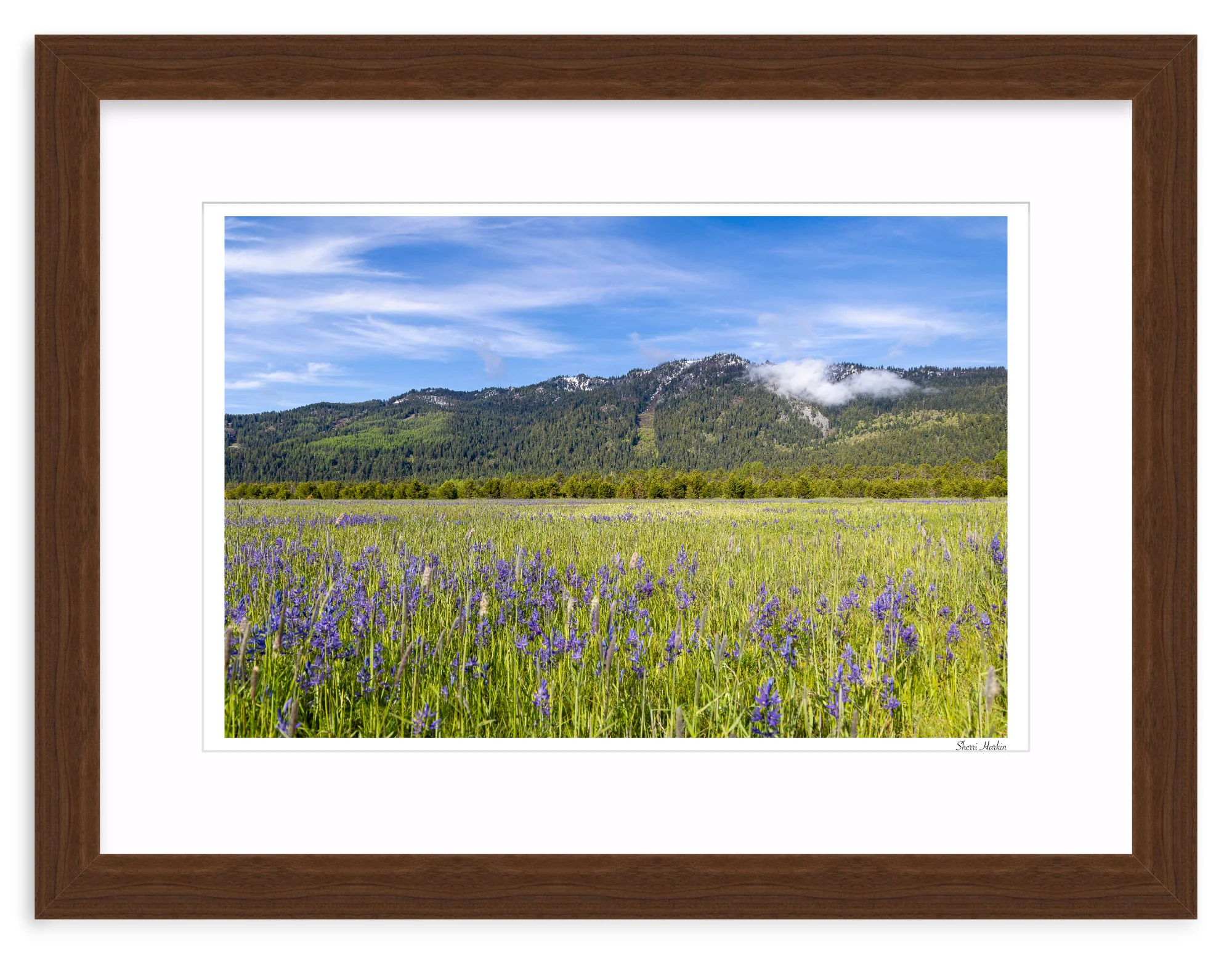 Meadow filled with Camas Wildflowers - Image 8