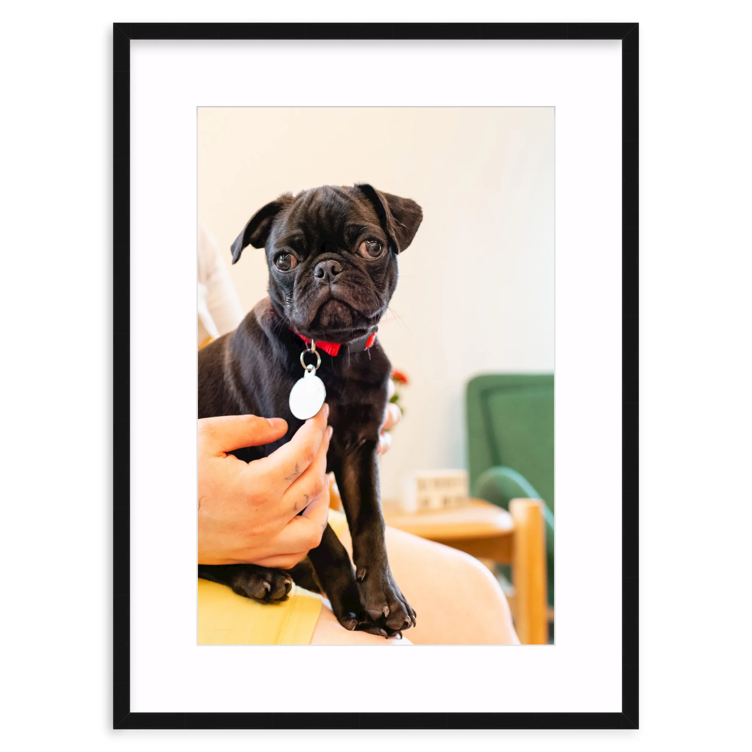 Pug Pup