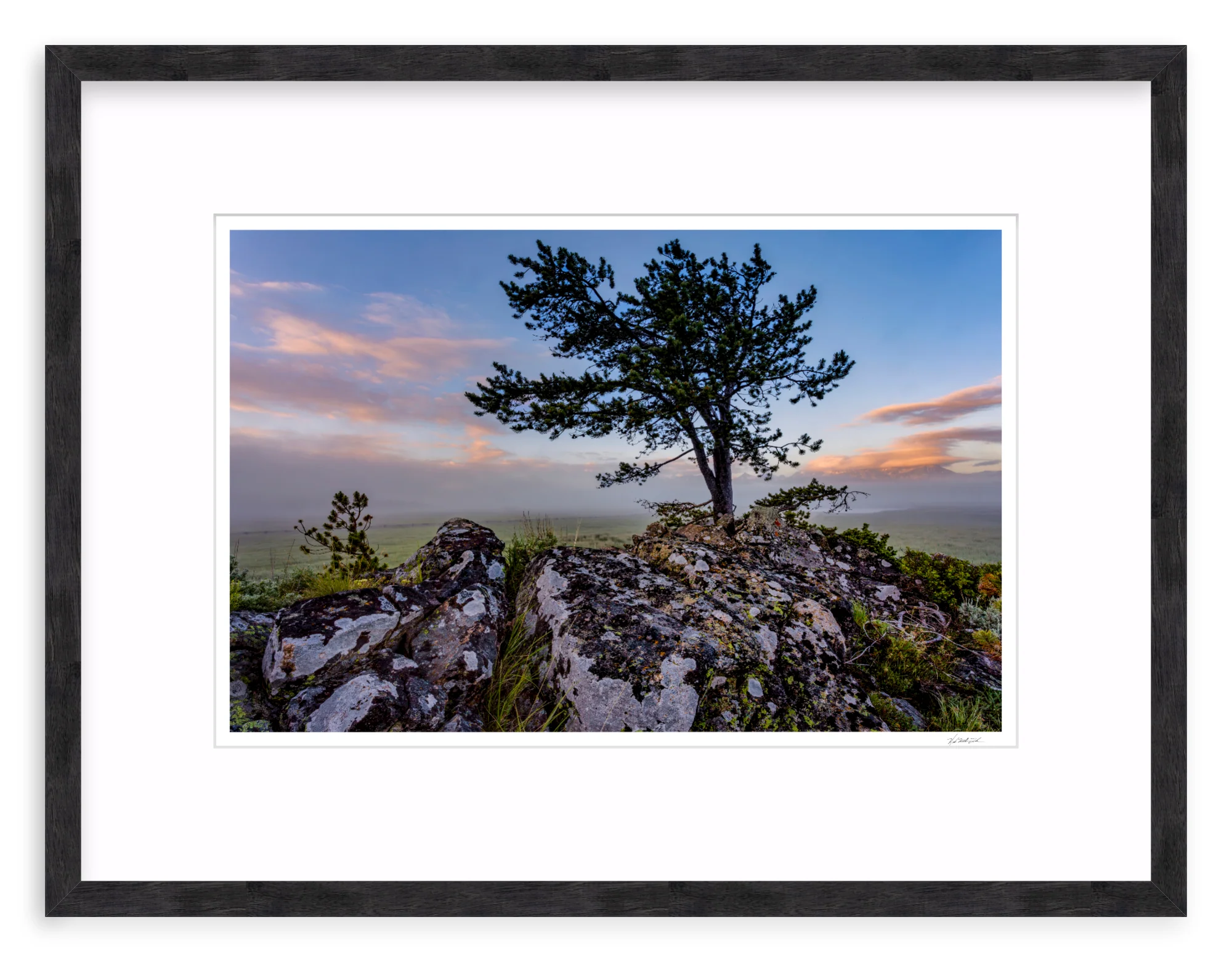 Table Mountain Pine - Image 10