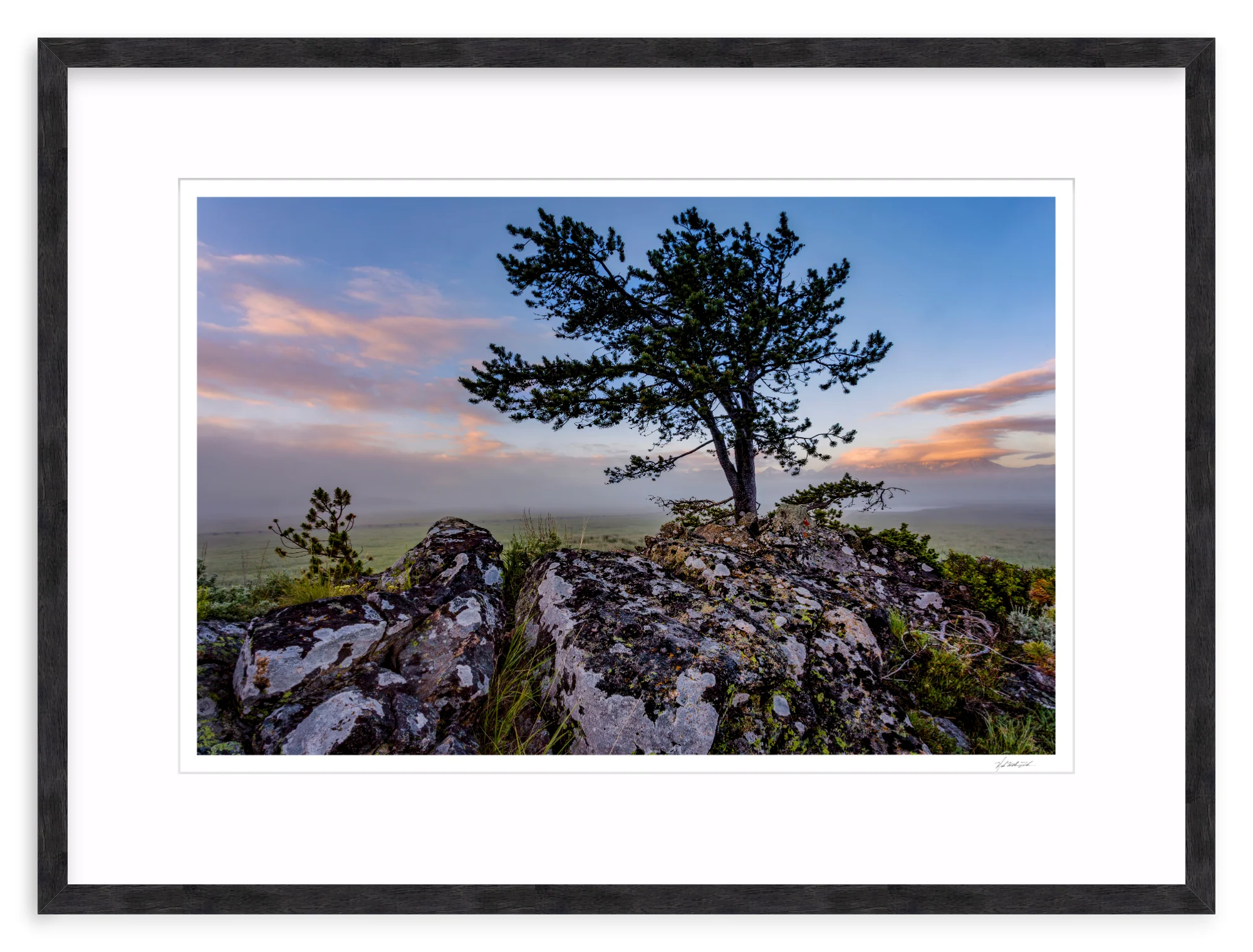 Table Mountain Pine - Image 11