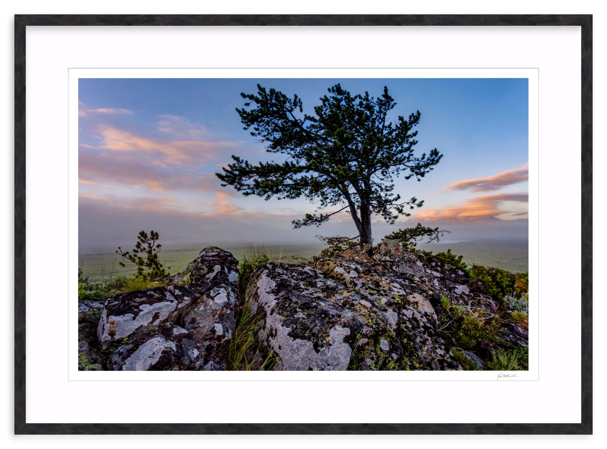 Table Mountain Pine - Image 12