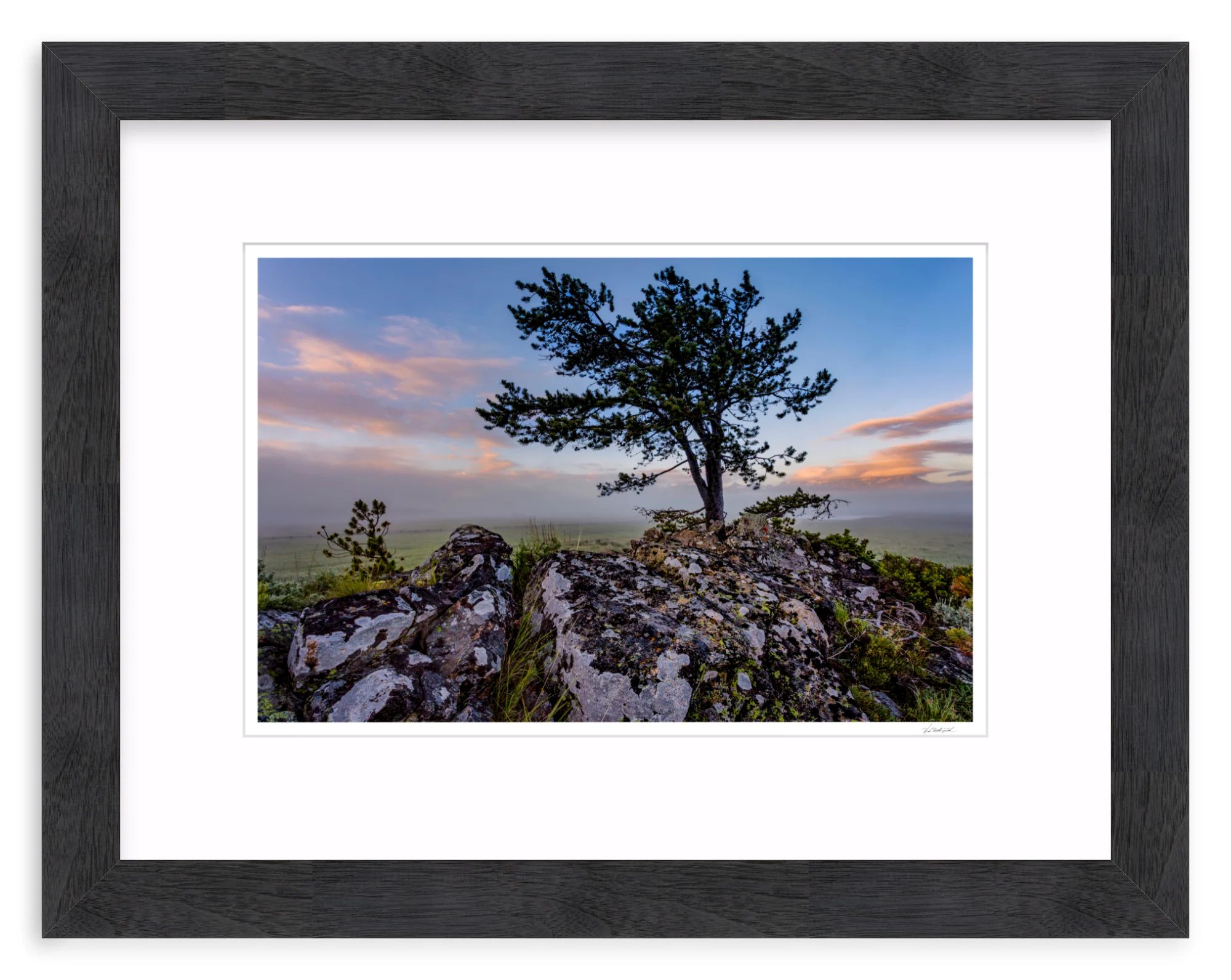 Table Mountain Pine - Image 13
