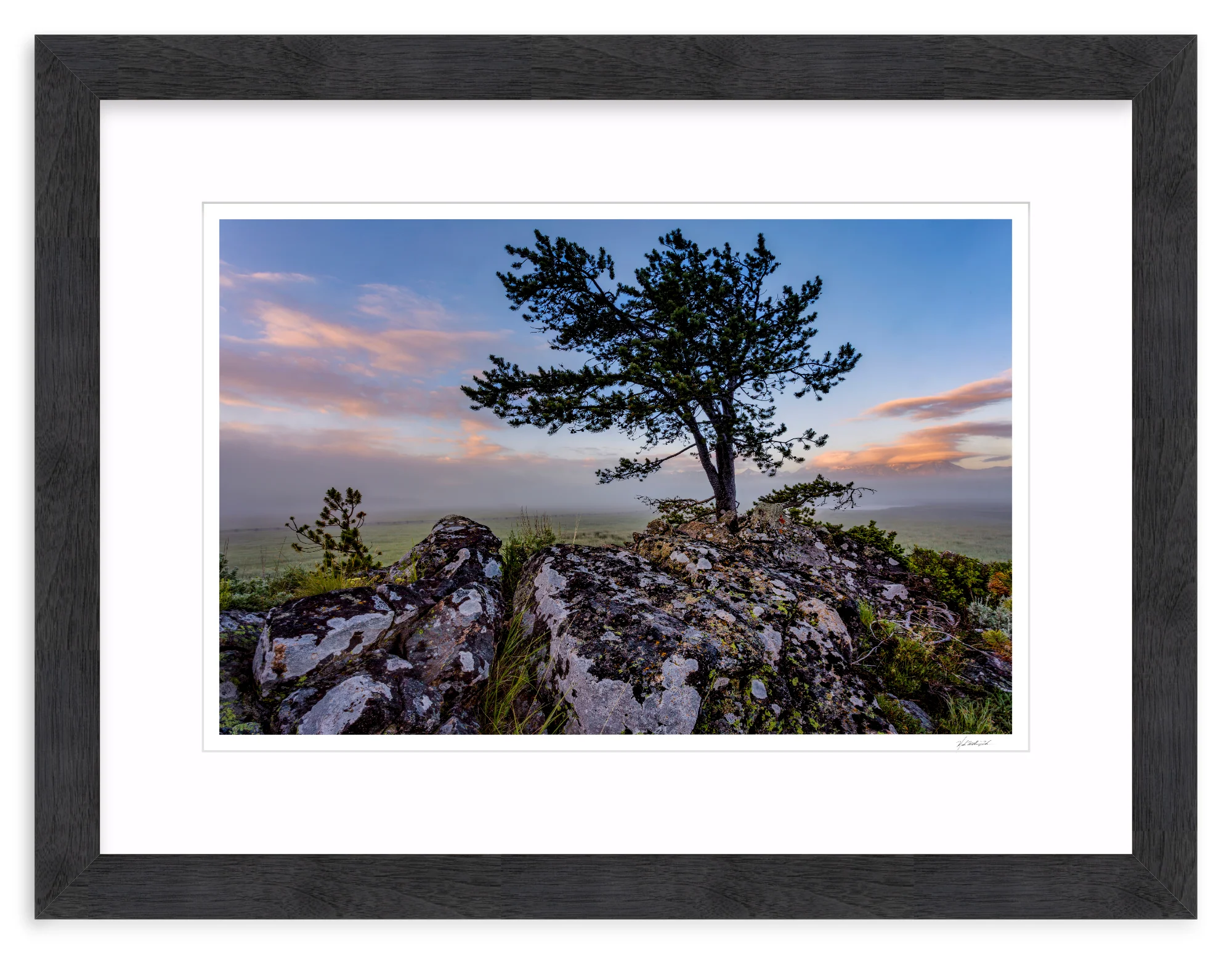 Table Mountain Pine - Image 14