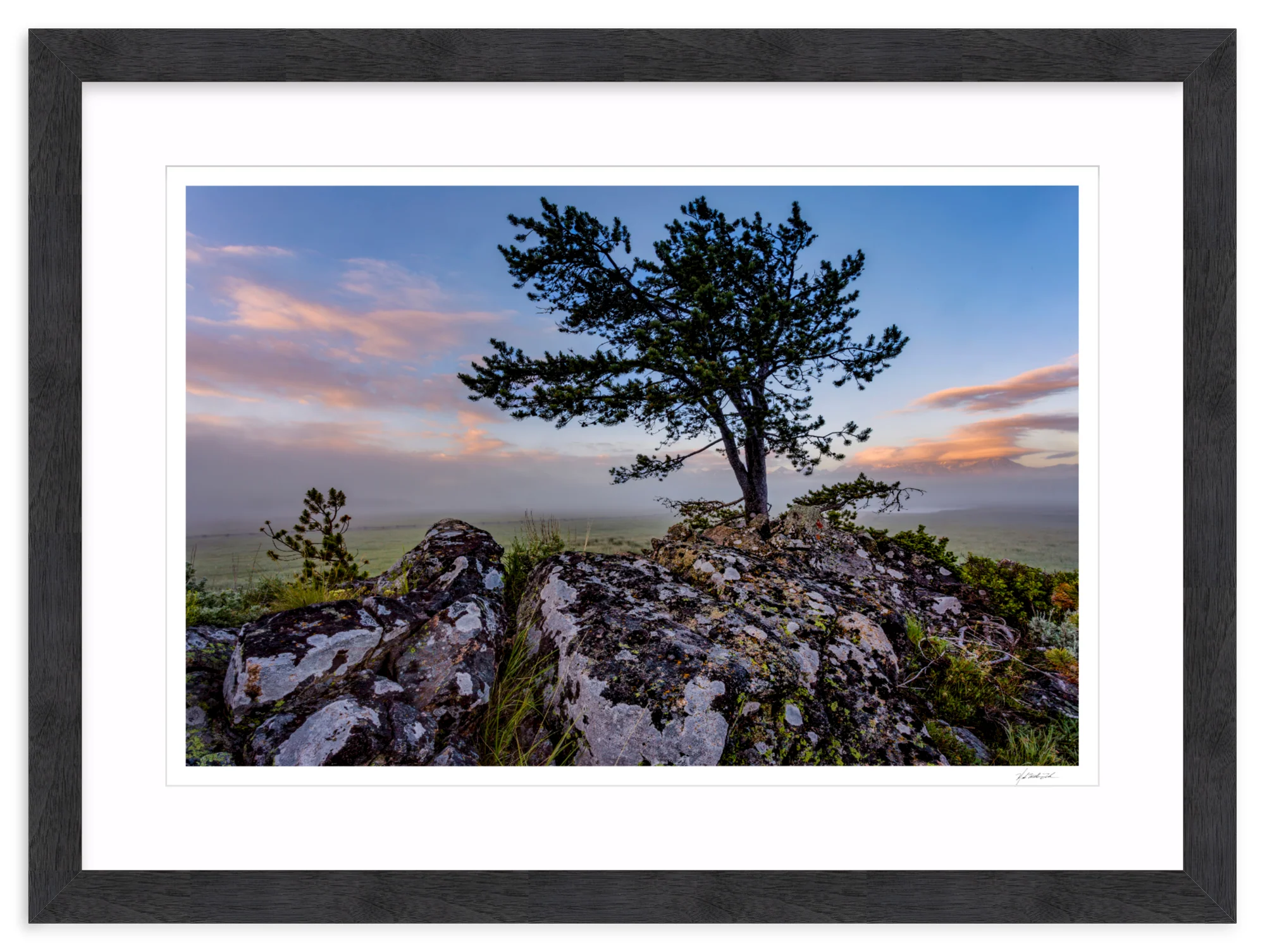 Table Mountain Pine - Image 15