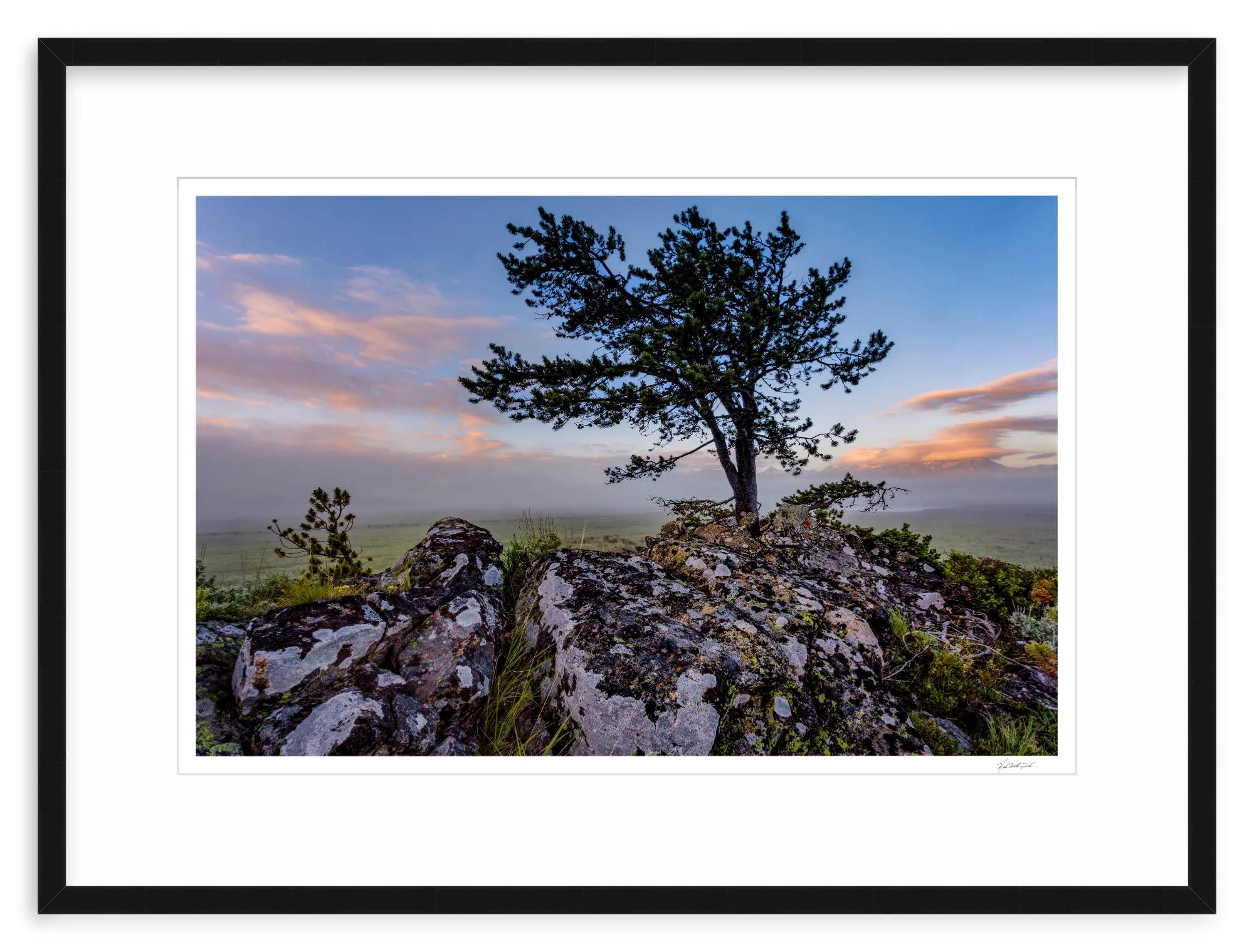 Table Mountain Pine - Image 2