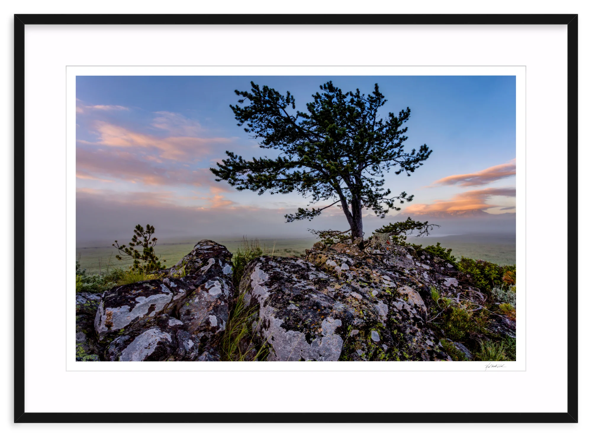 Table Mountain Pine - Image 3