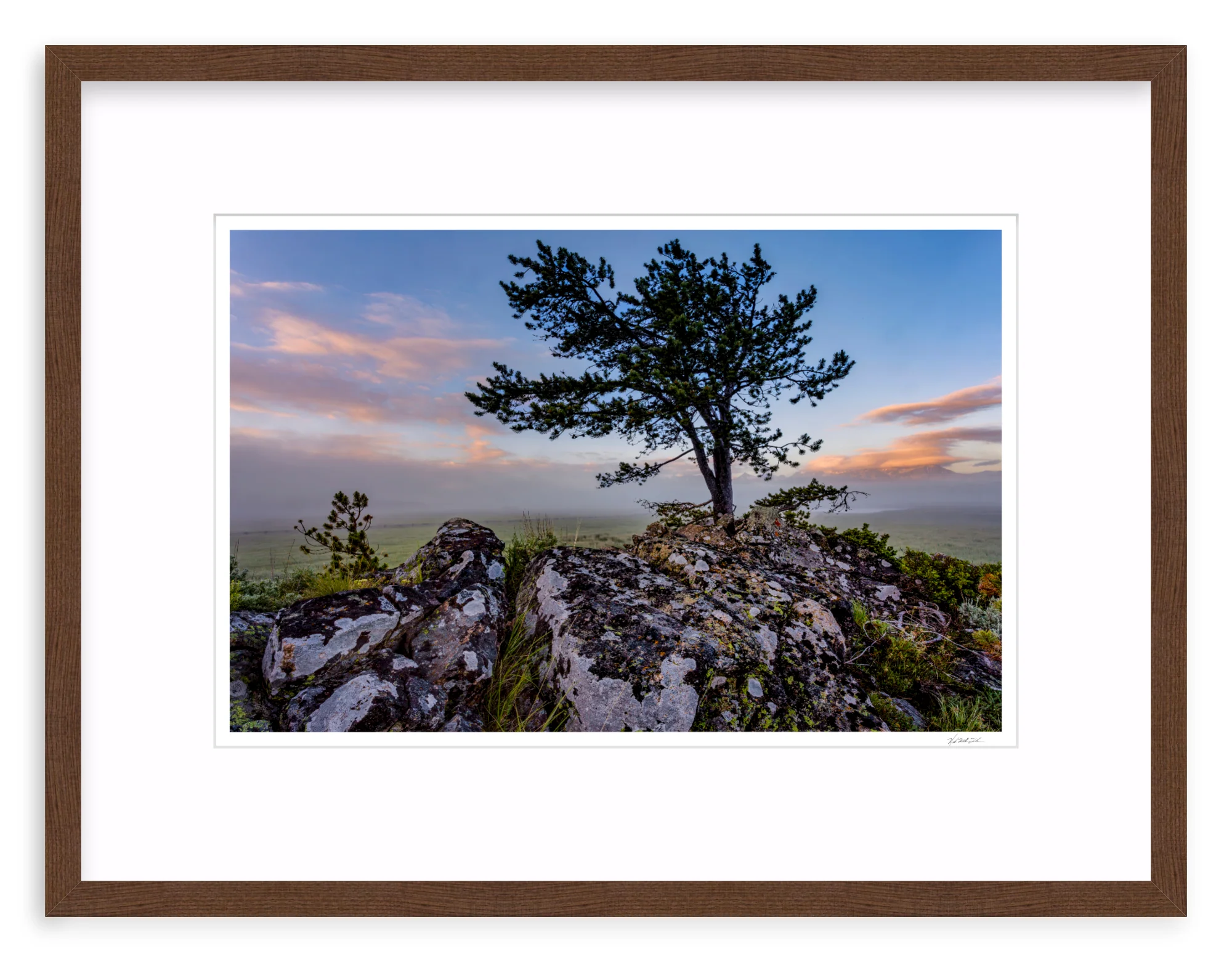 Table Mountain Pine - Image 4