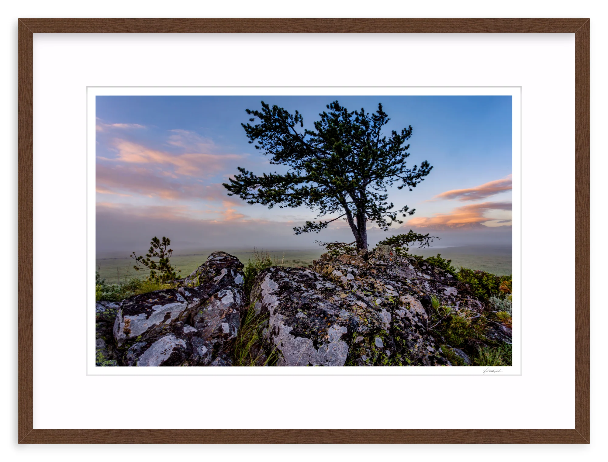 Table Mountain Pine - Image 5