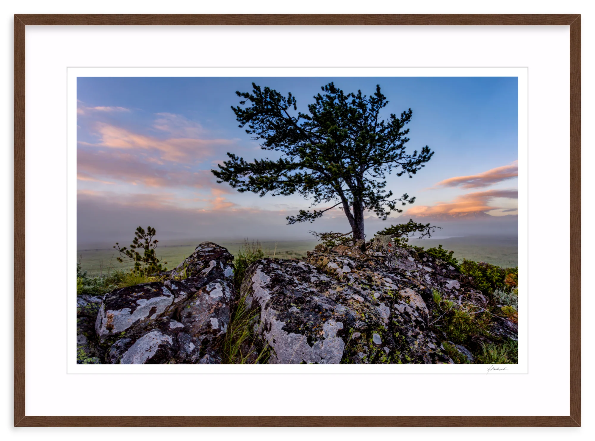 Table Mountain Pine - Image 6