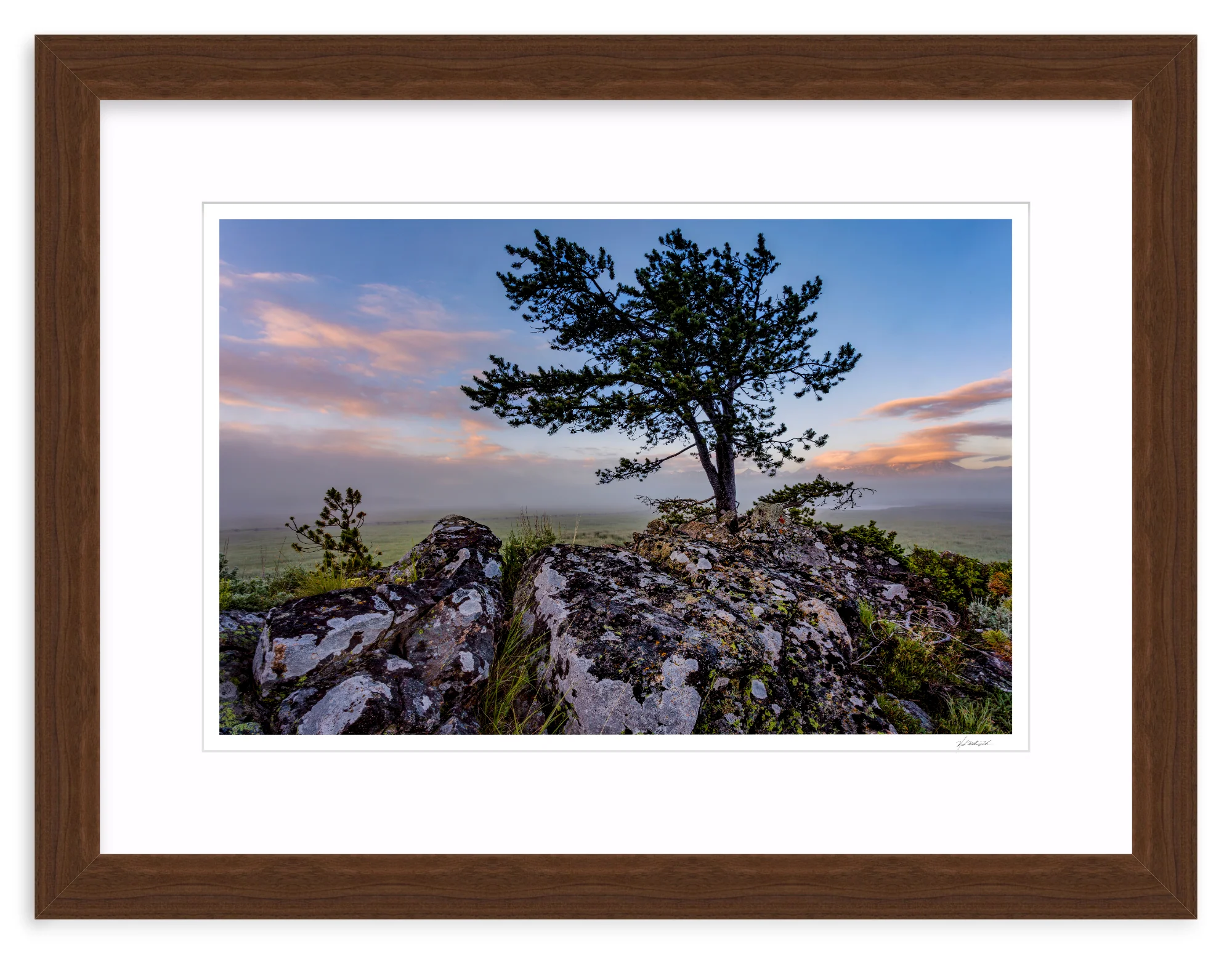 Table Mountain Pine - Image 8