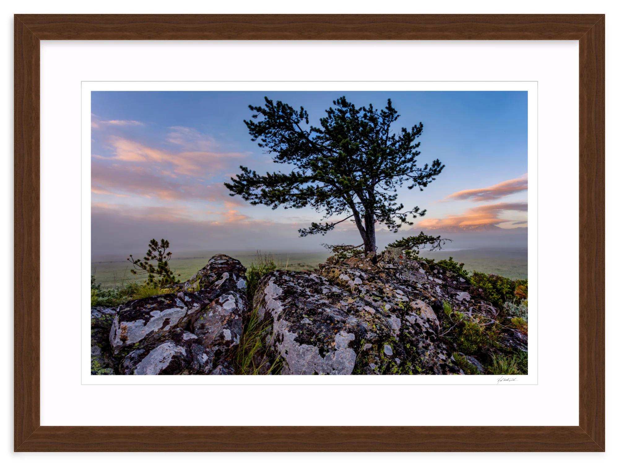Table Mountain Pine - Image 9
