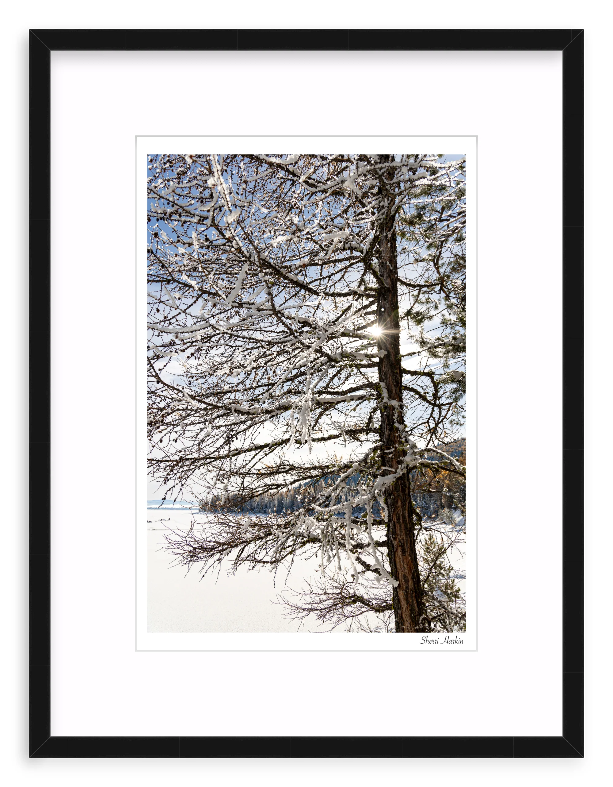 Tamarack Tree in Winter