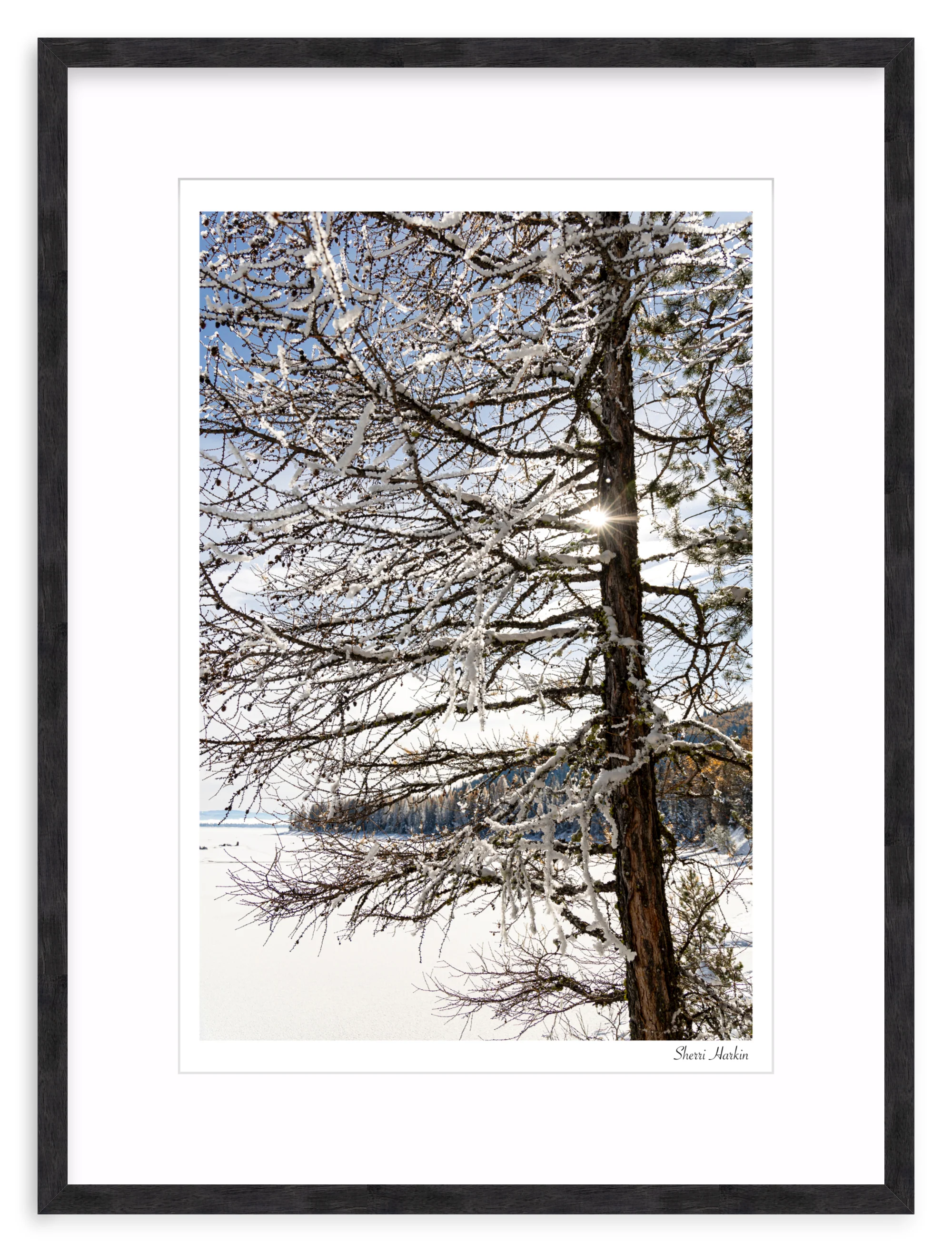 Tamarack Tree in Winter - Image 11