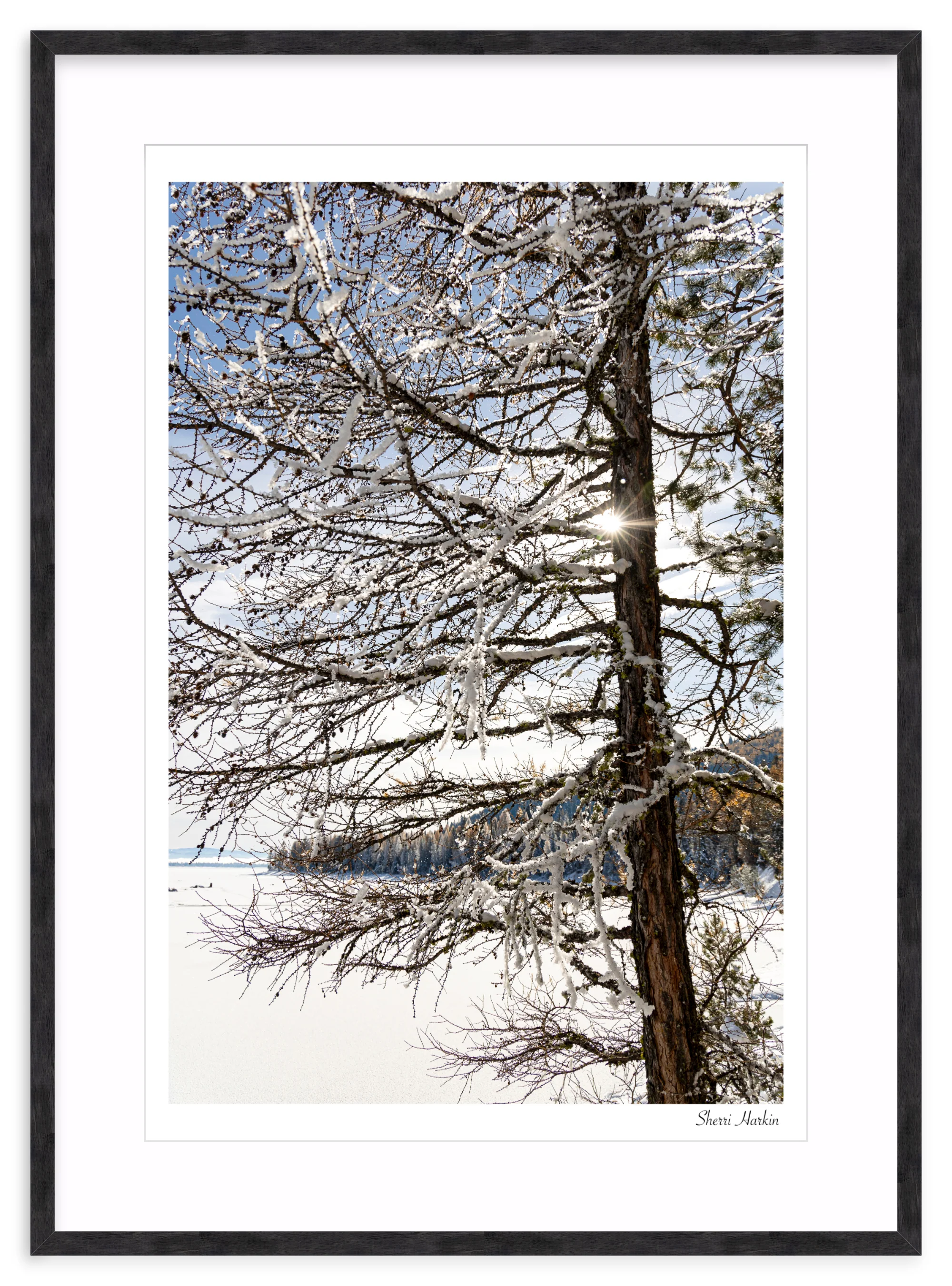 Tamarack Tree in Winter - Image 12