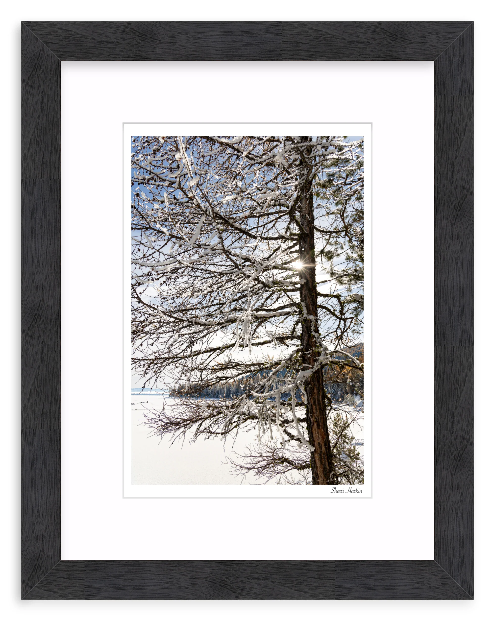 Tamarack Tree in Winter - Image 13