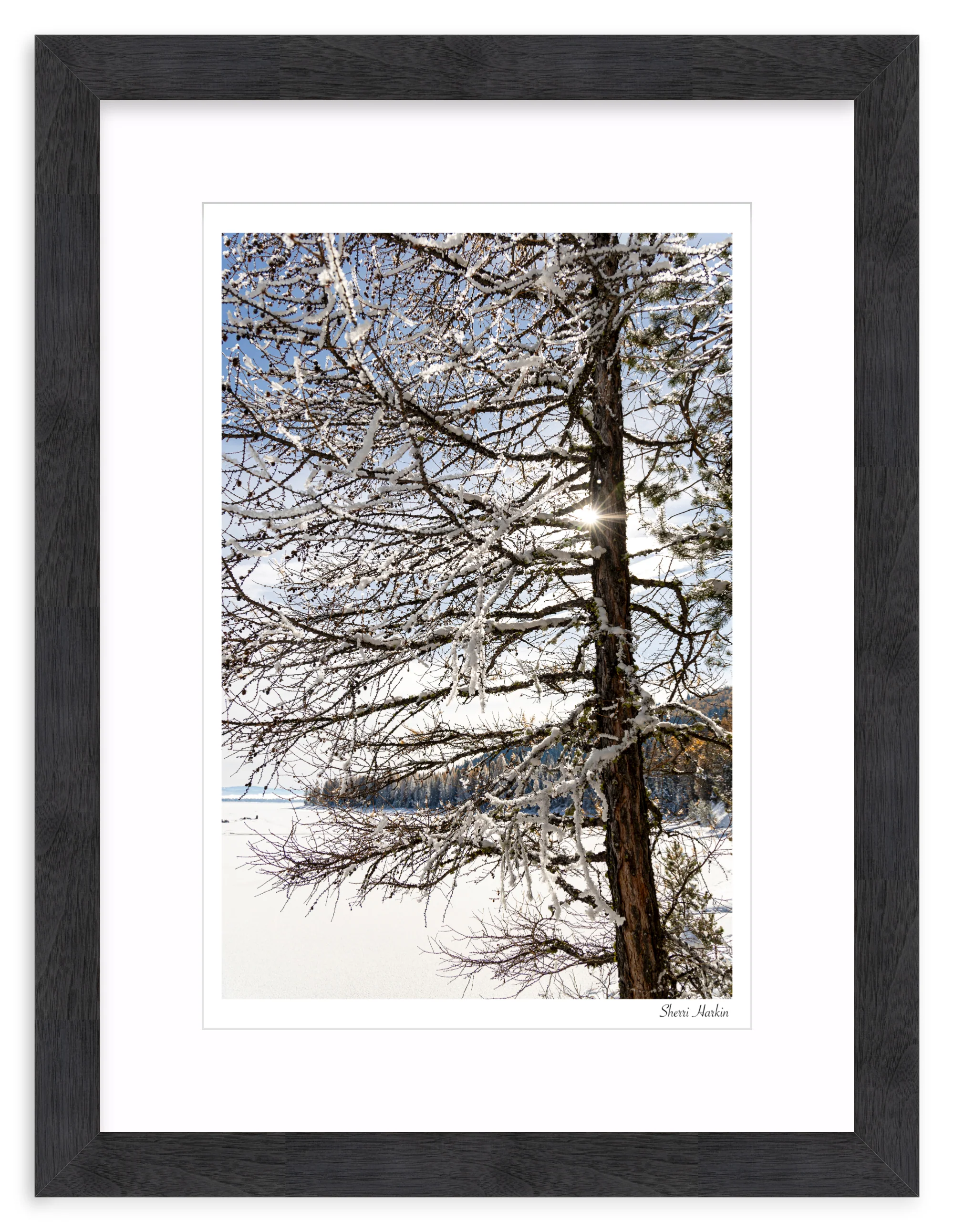 Tamarack Tree in Winter - Image 14