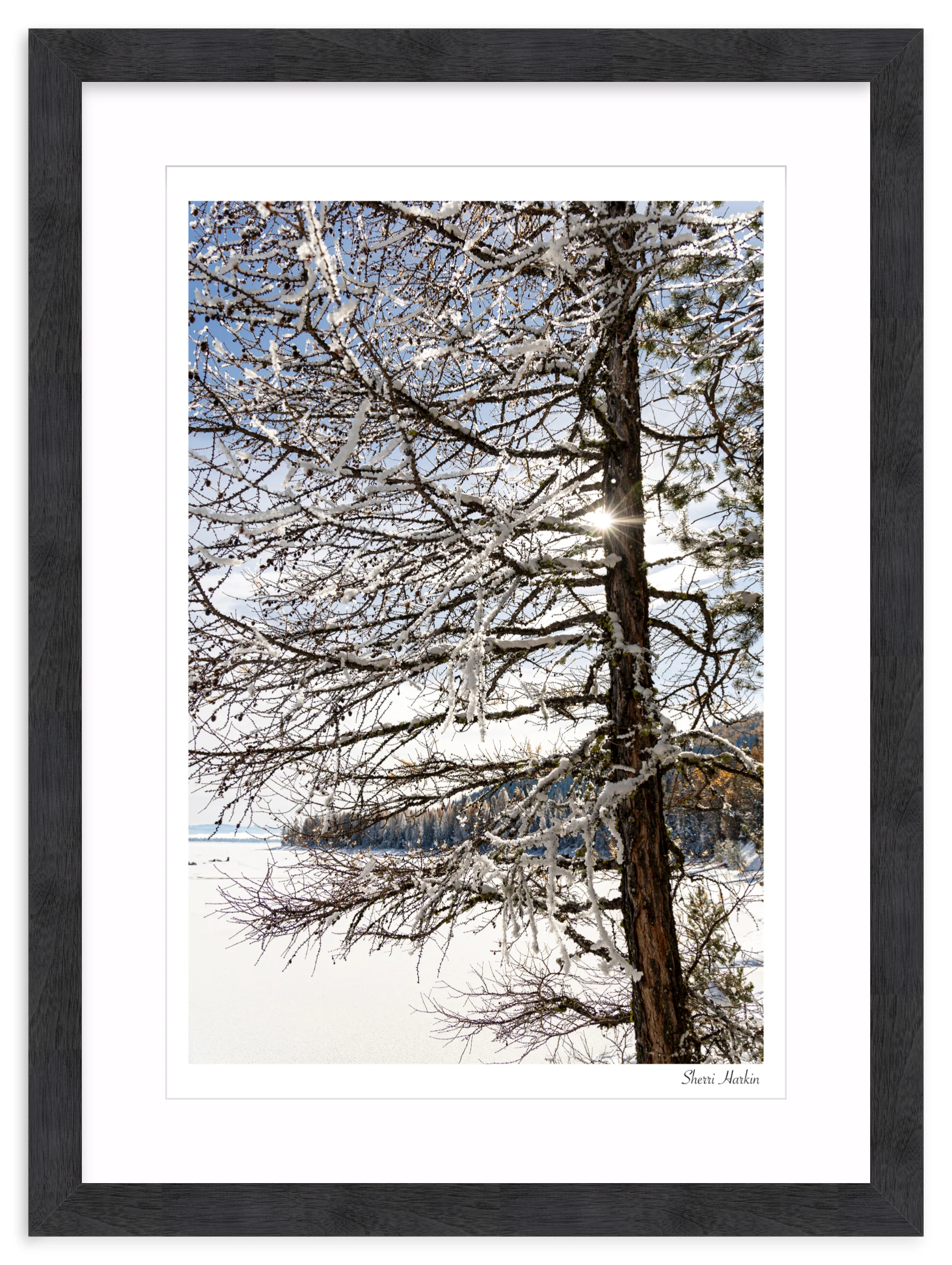 Tamarack Tree in Winter - Image 15