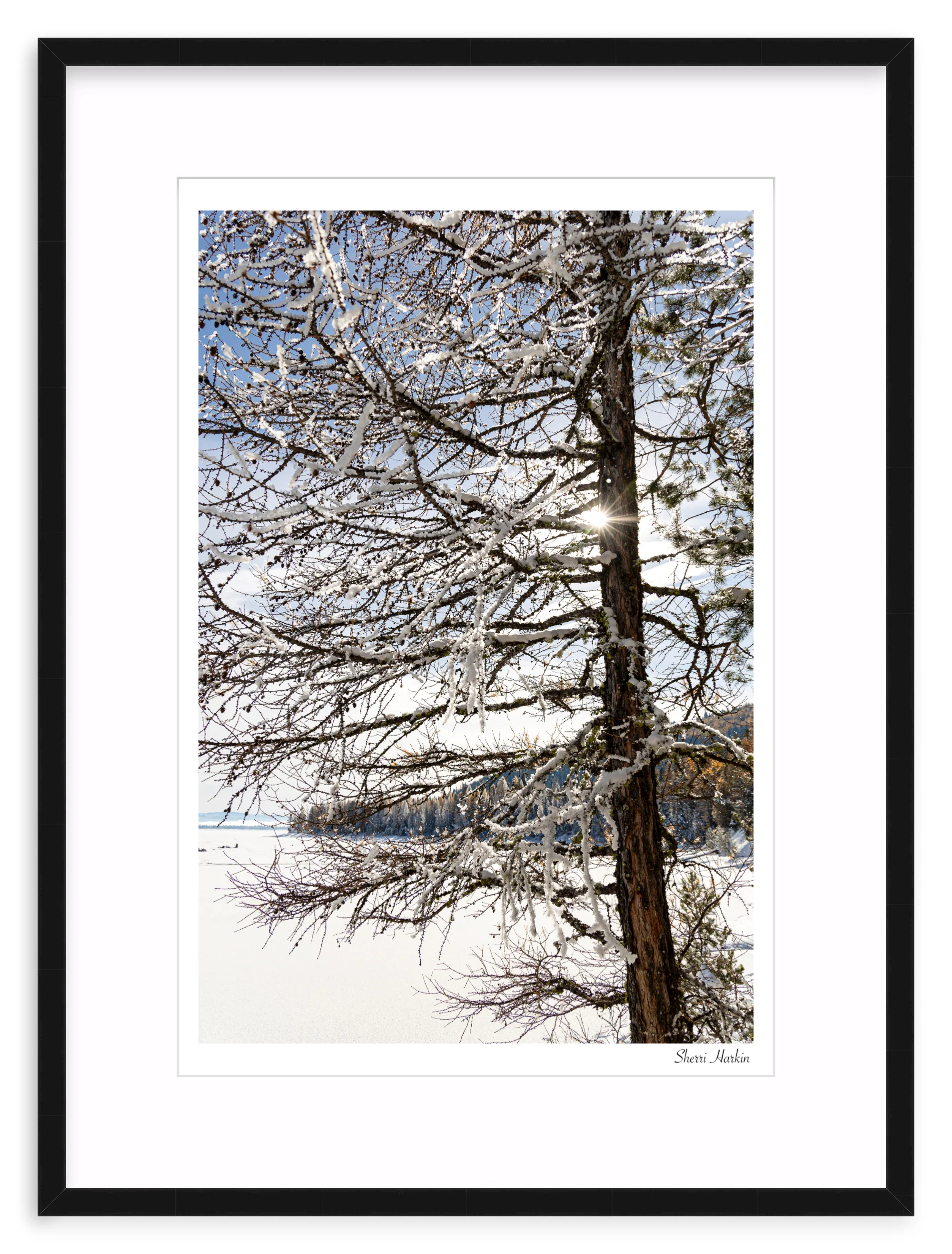 Tamarack Tree in Winter - Image 2