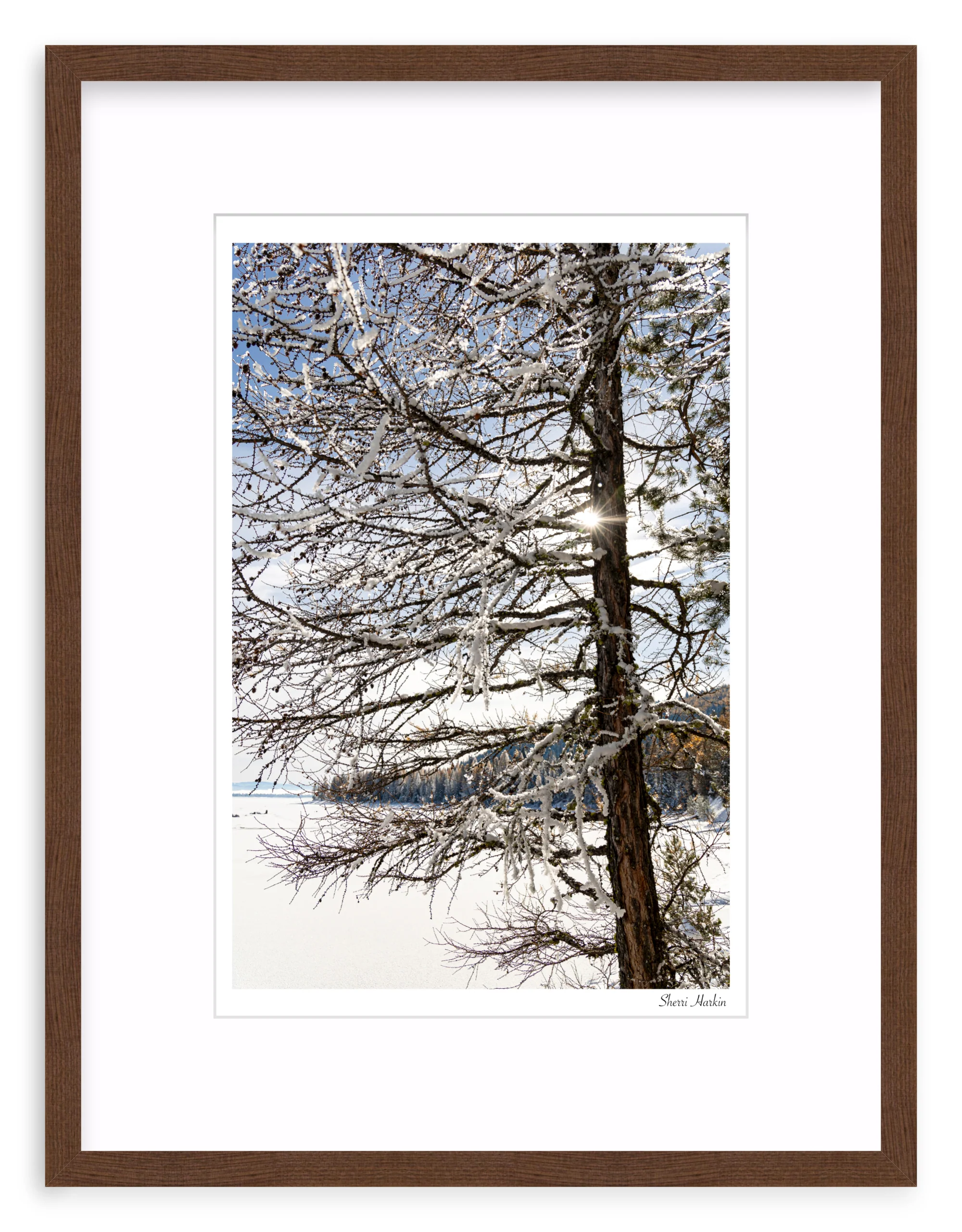 Tamarack Tree in Winter - Image 4
