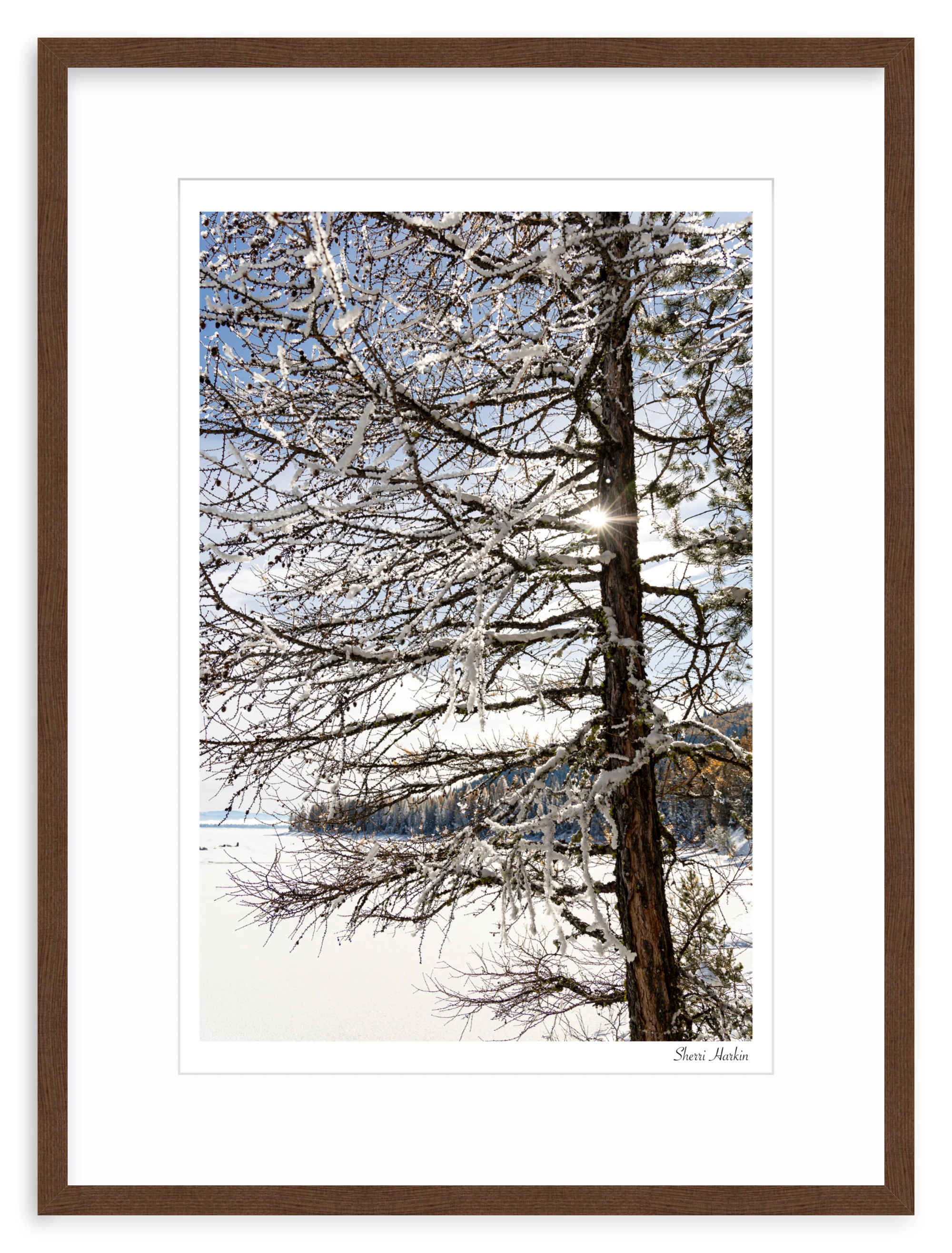 Tamarack Tree in Winter - Image 5