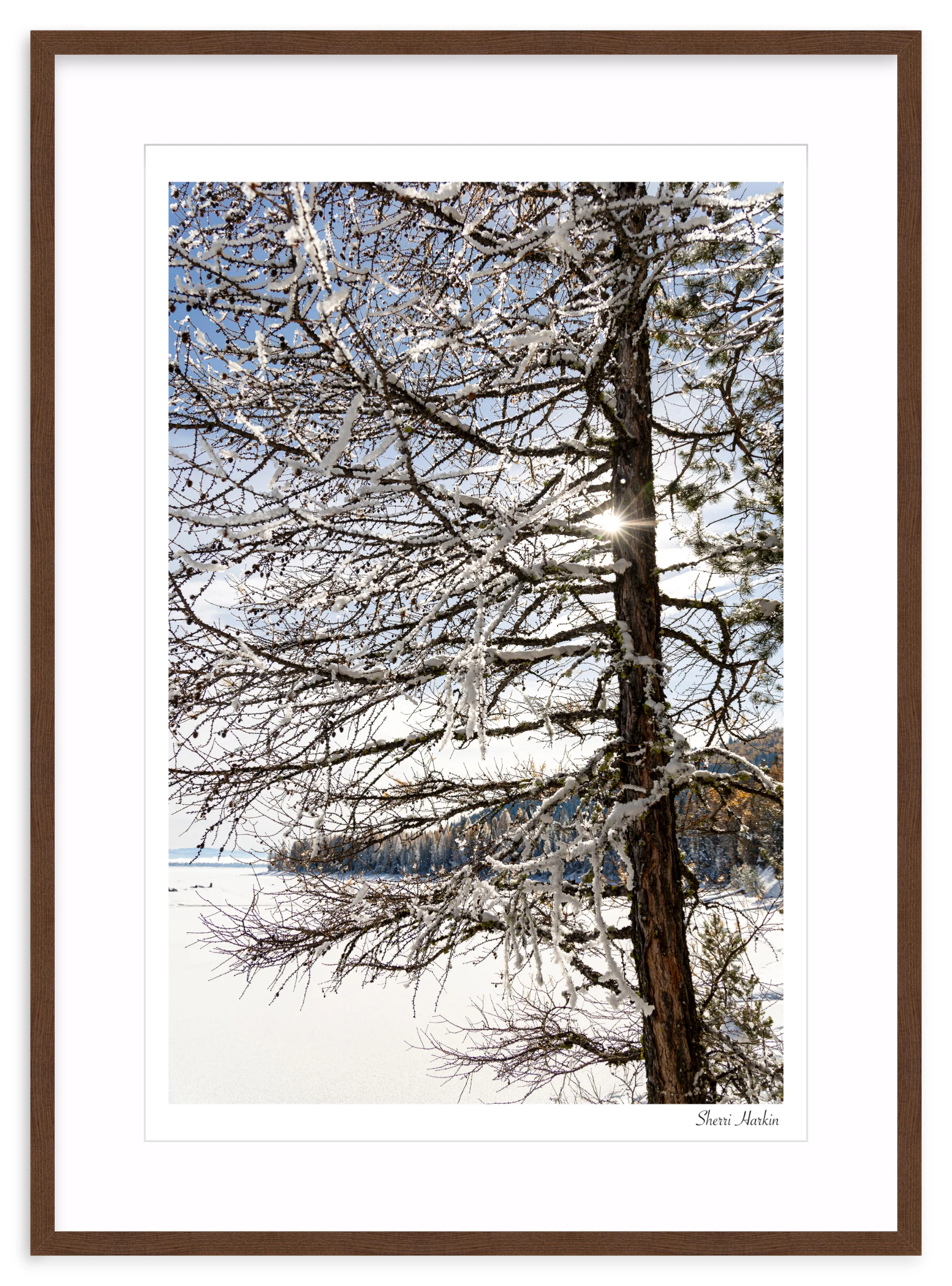 Tamarack Tree in Winter - Image 6