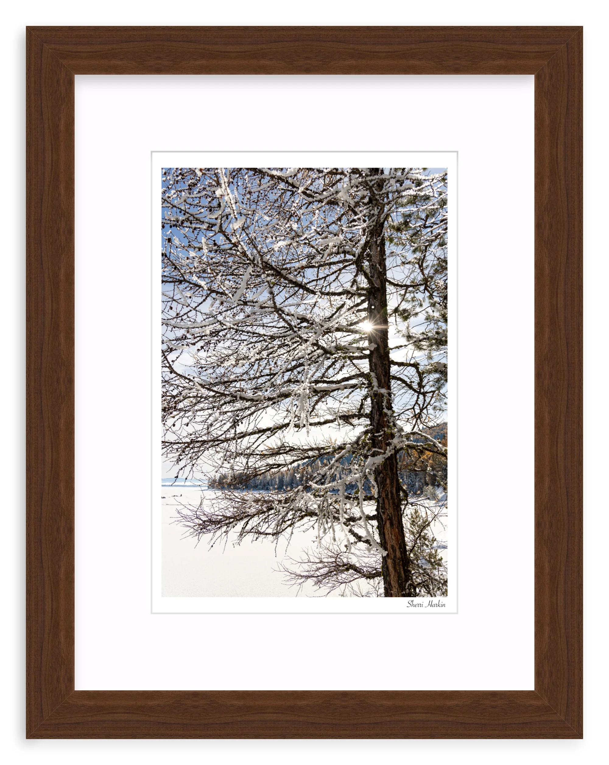 Tamarack Tree in Winter - Image 7