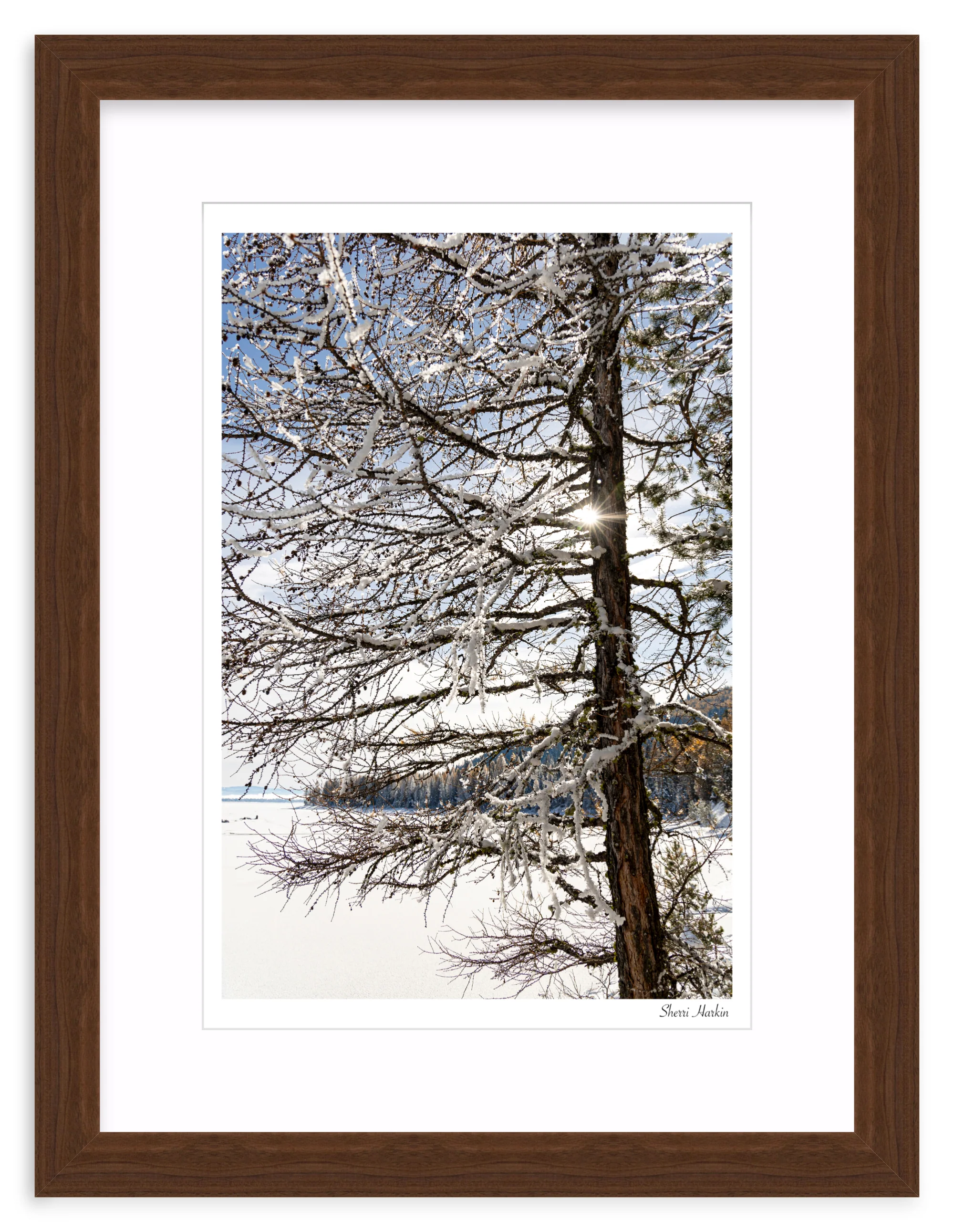 Tamarack Tree in Winter - Image 8