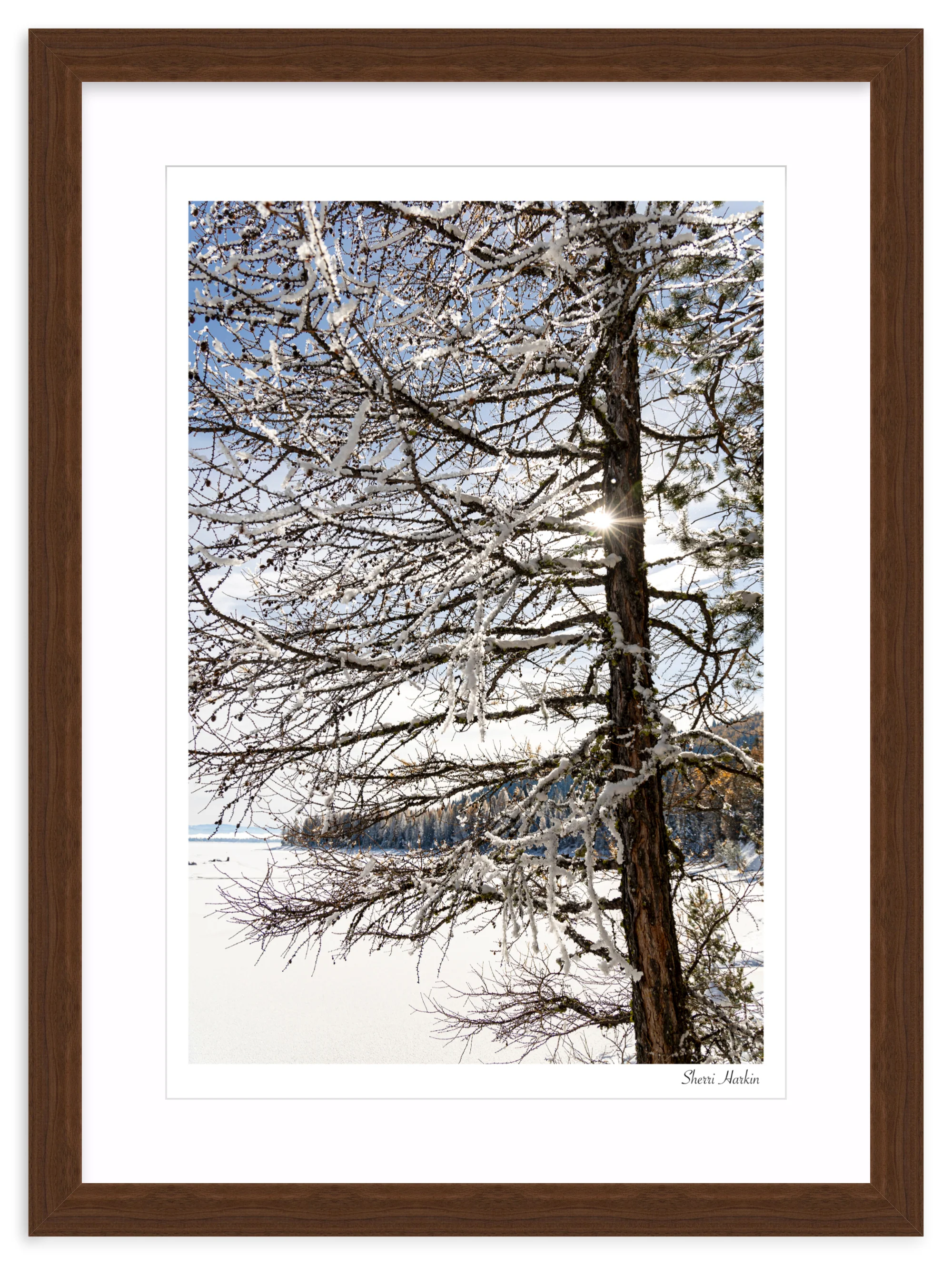 Tamarack Tree in Winter - Image 9